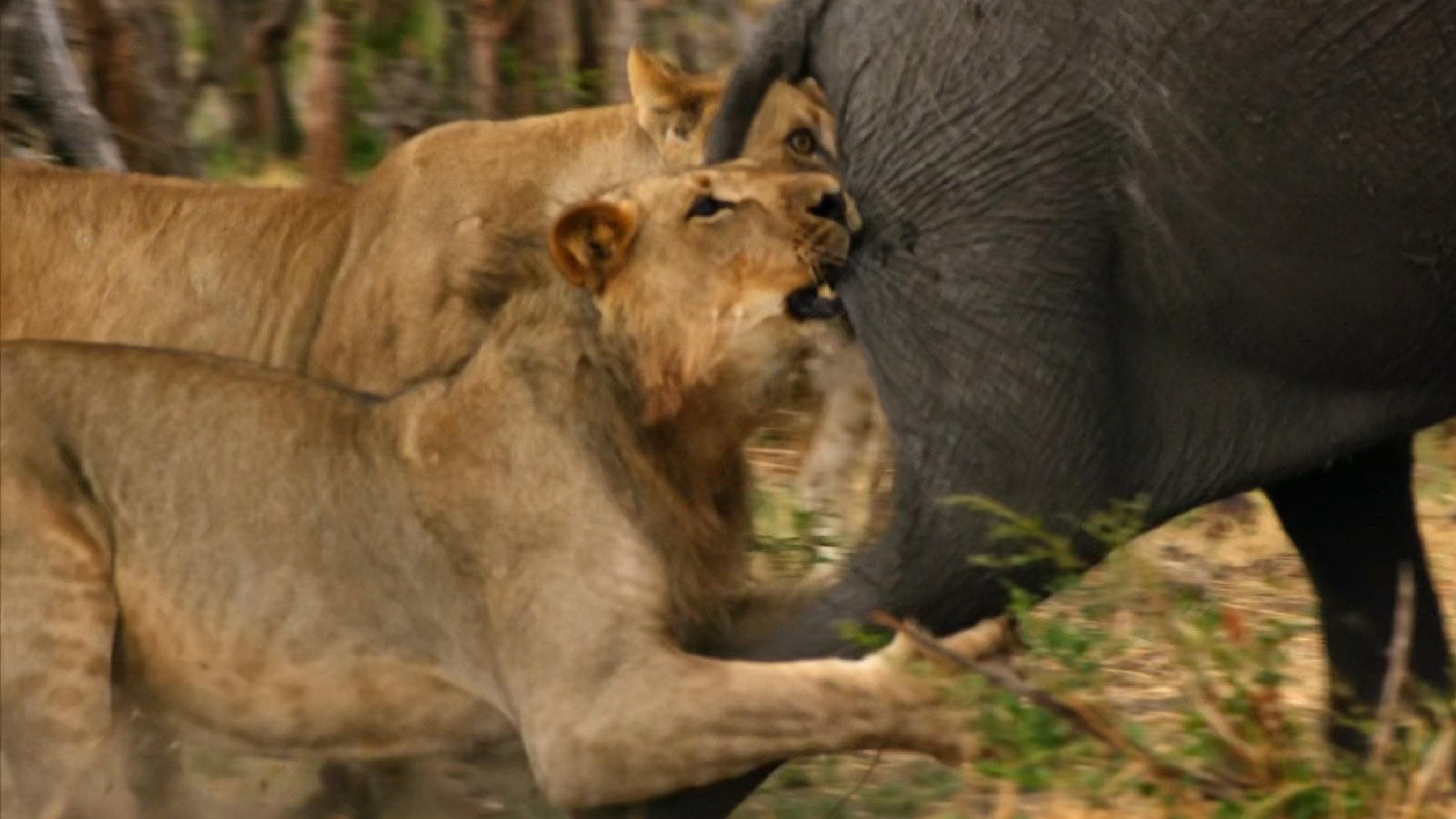 Africa's Giant Killers 2014 movie scene