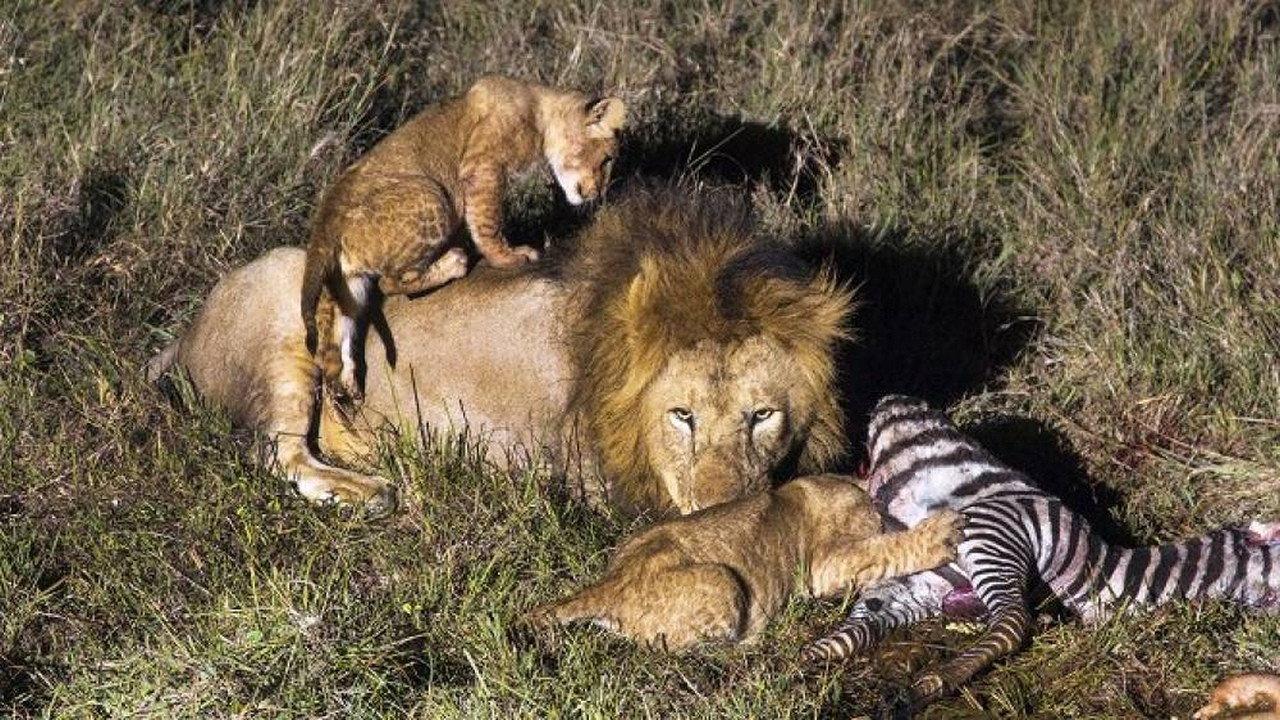 Africa's Hunters of the Night 2022 movie scene