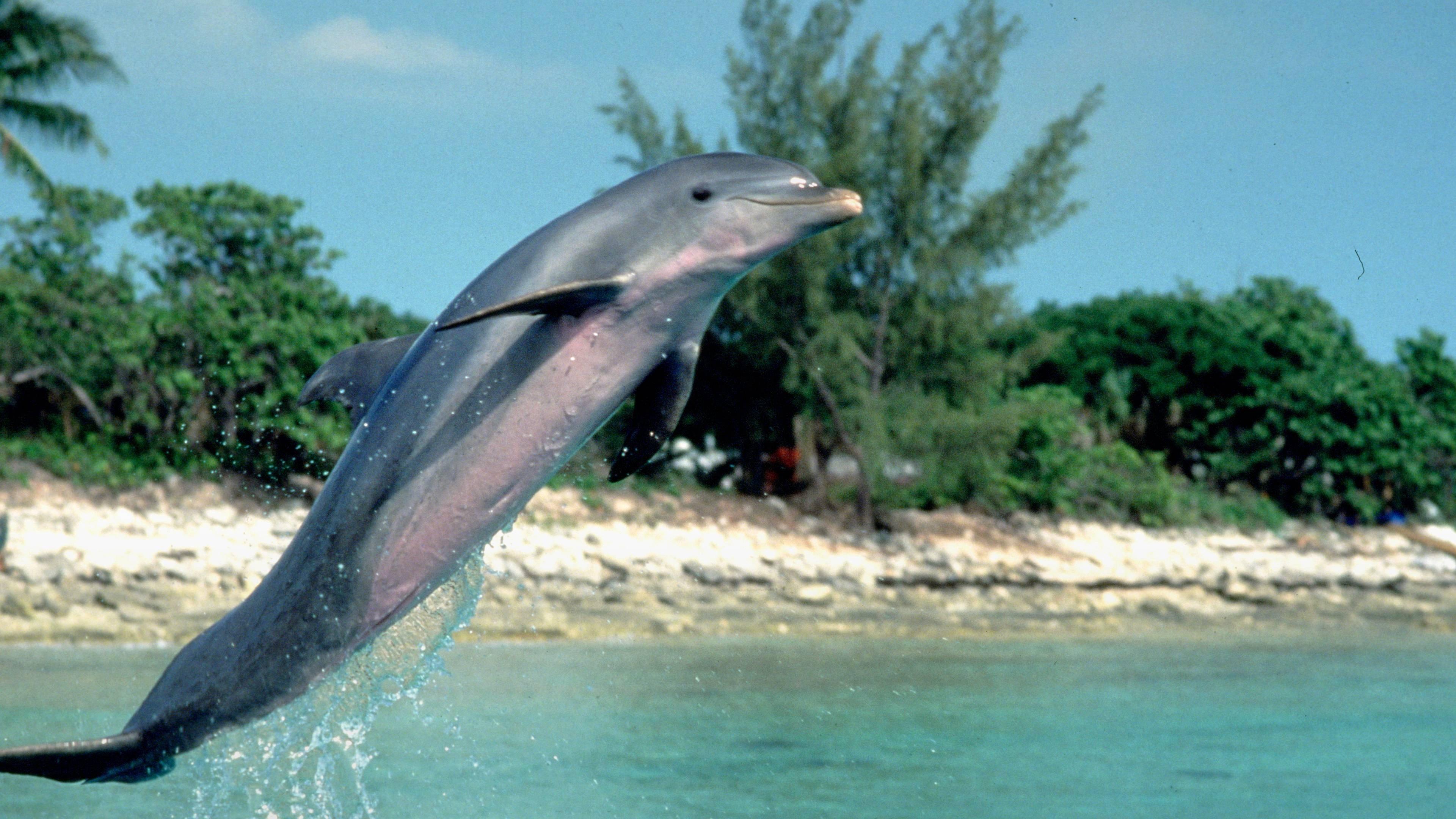 Flipper 1996 movie scene