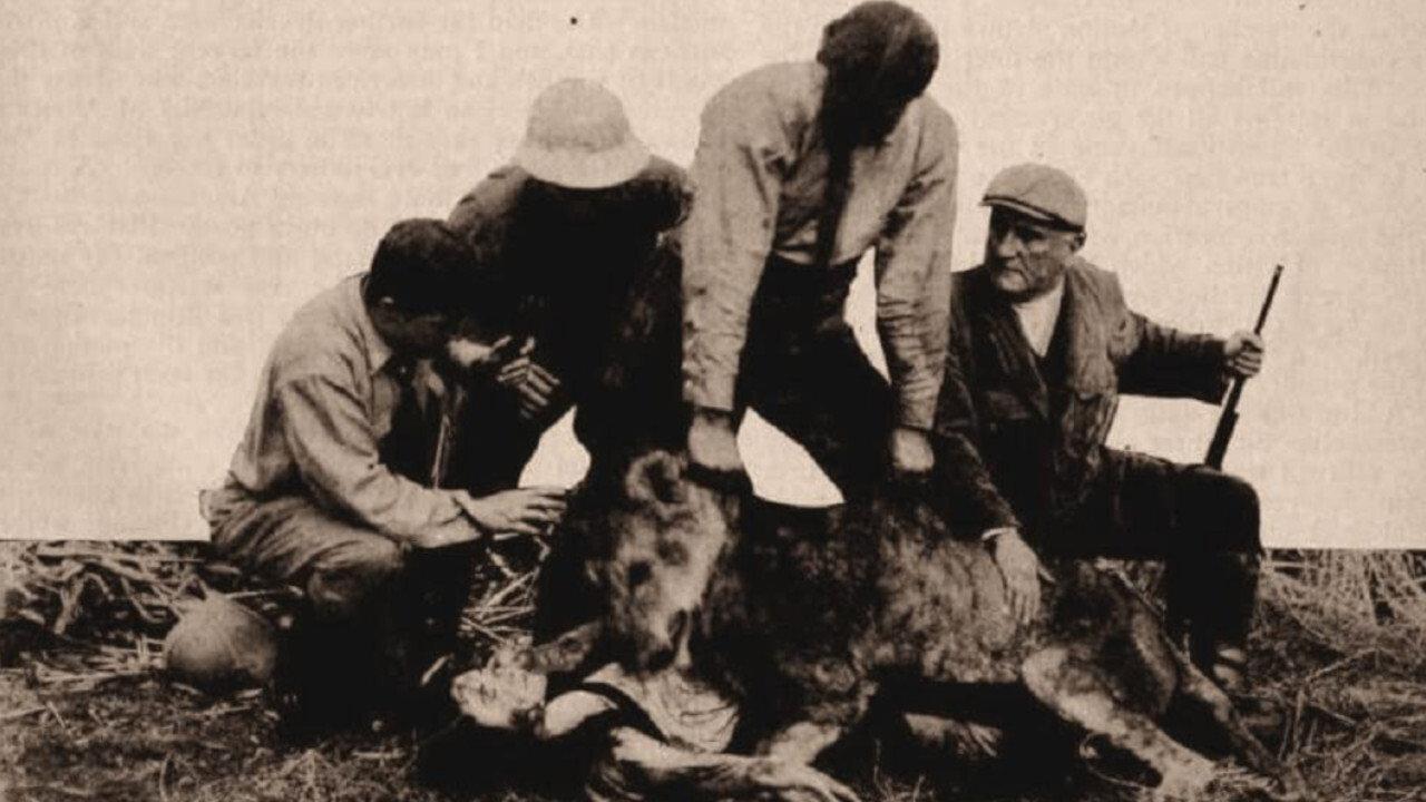 Alone in the Jungle 1913 movie scene