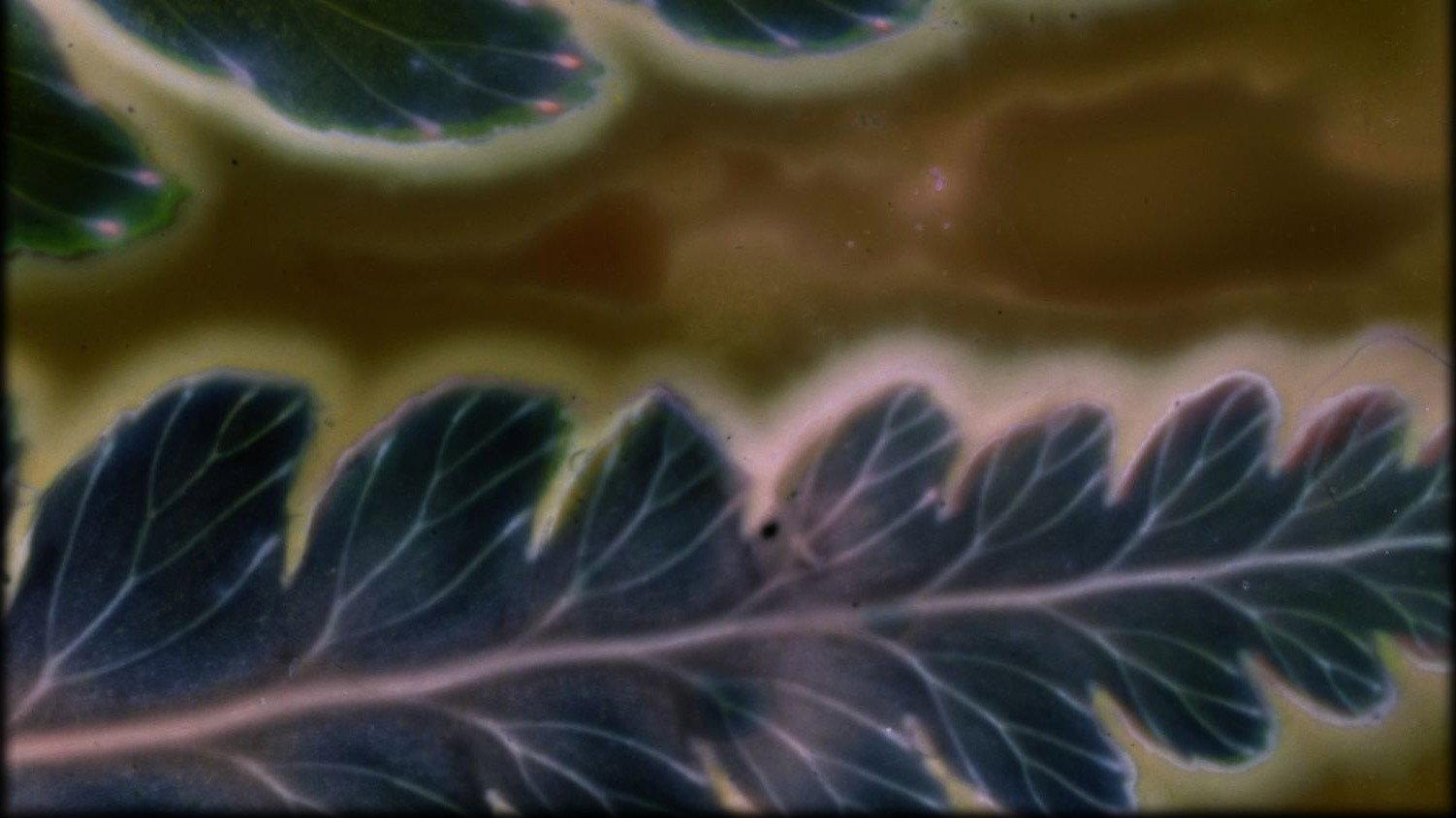 Phytophonics 2026 movie scene