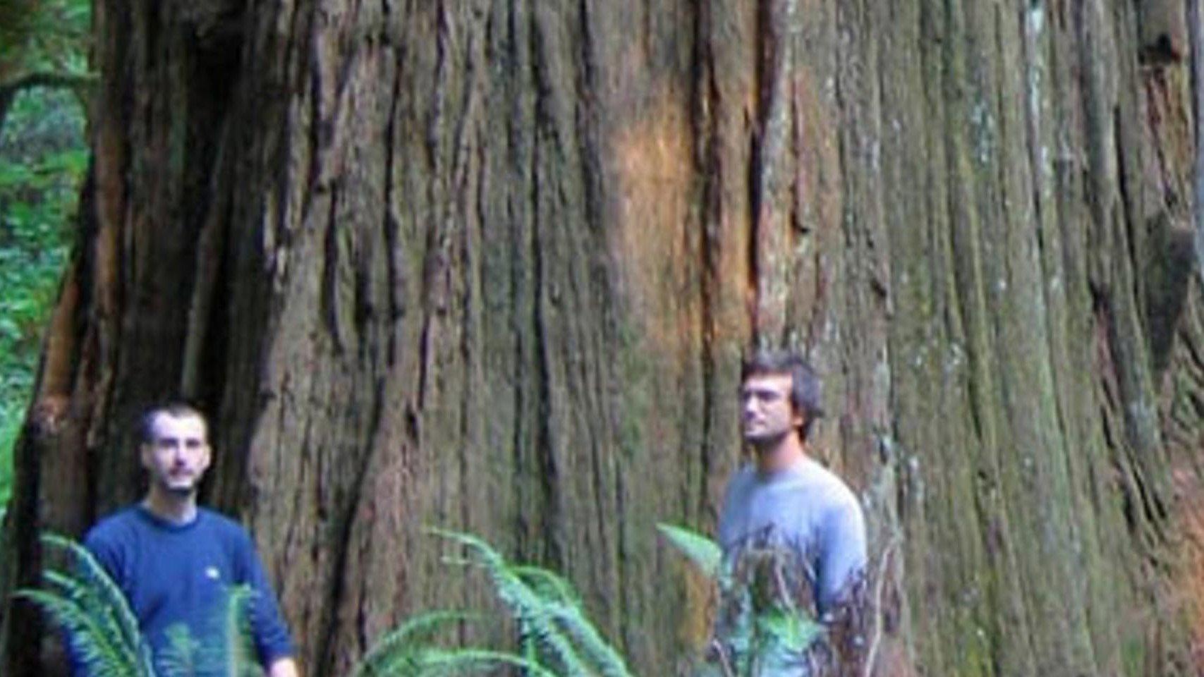 Redwoods: Anatomy of a Giant 1946 movie scene