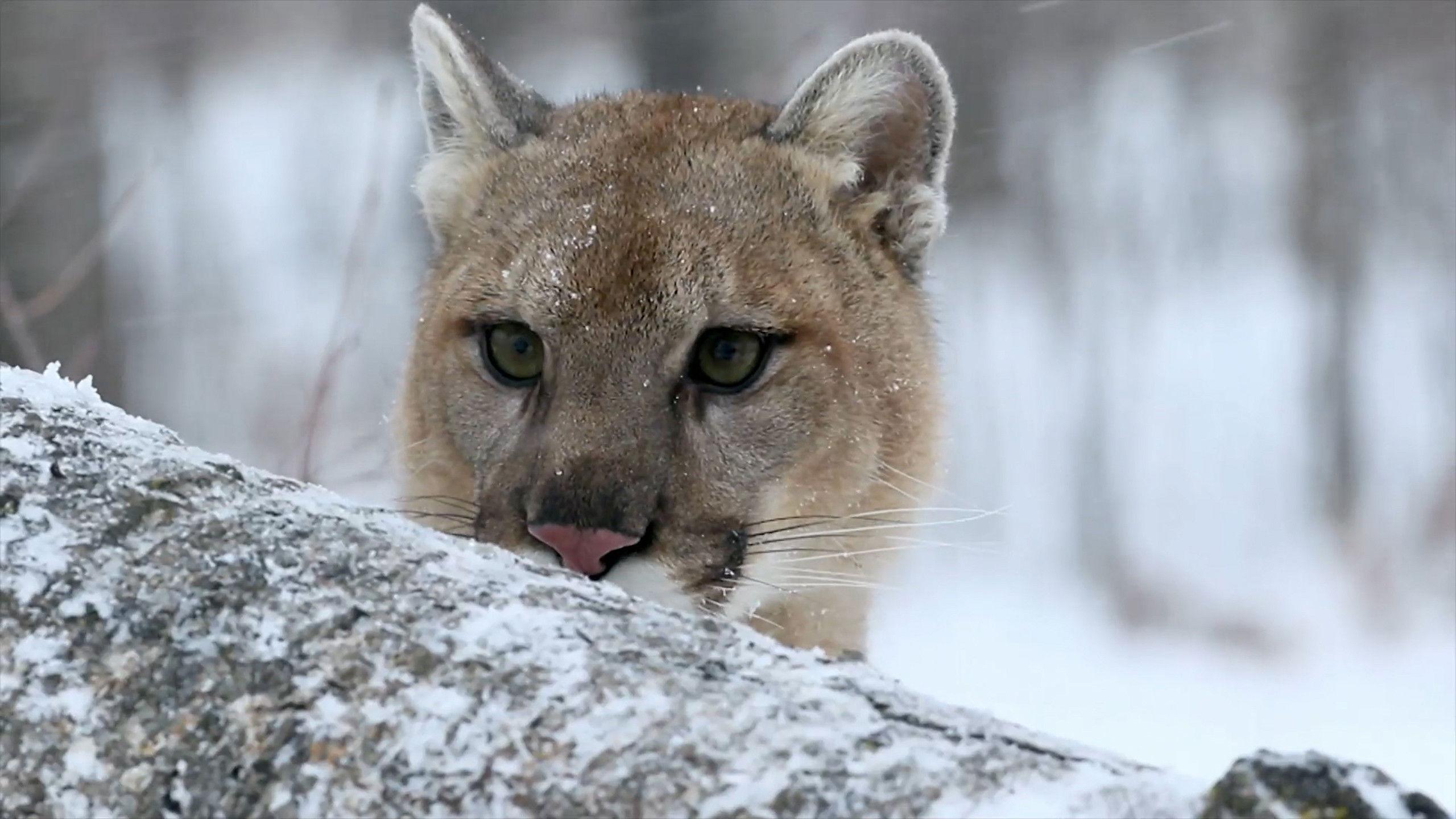 Cougar: On the Trail of the Ghost Cat 2019 movie scene