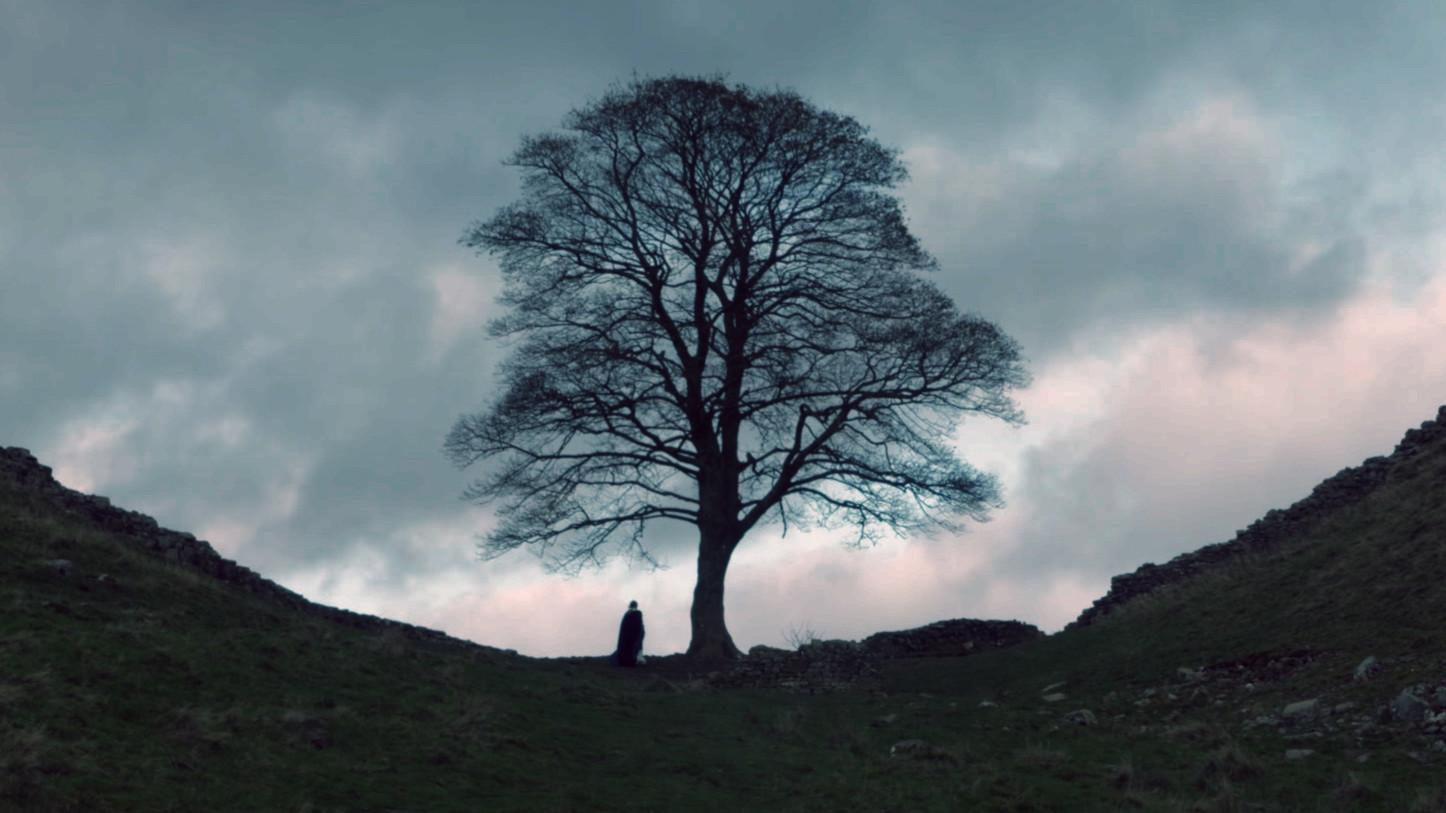 The Sycamore Gap 2018 movie scene