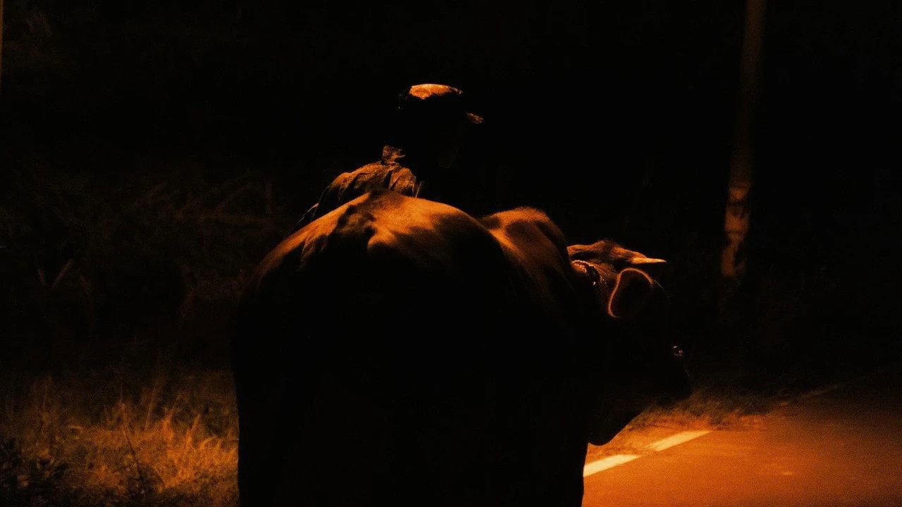 This Is NOT My Cow 2025 movie scene