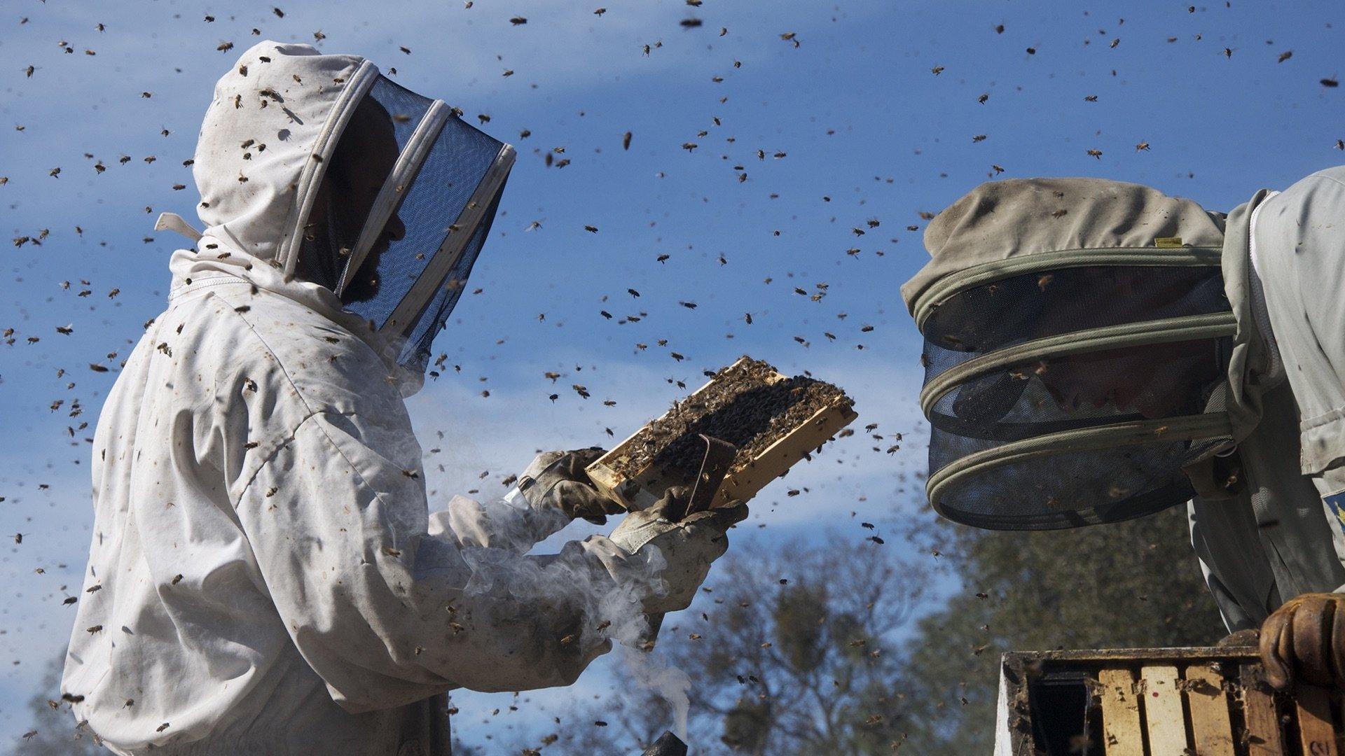 More Than Honey 2012 movie scene