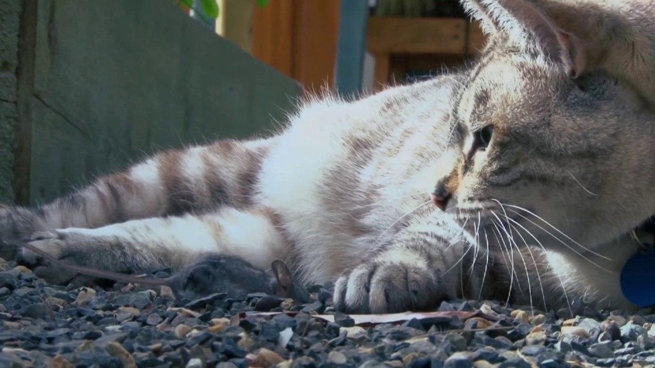 Psycho Pussies: Mad Cat Attacks 2015 movie scene