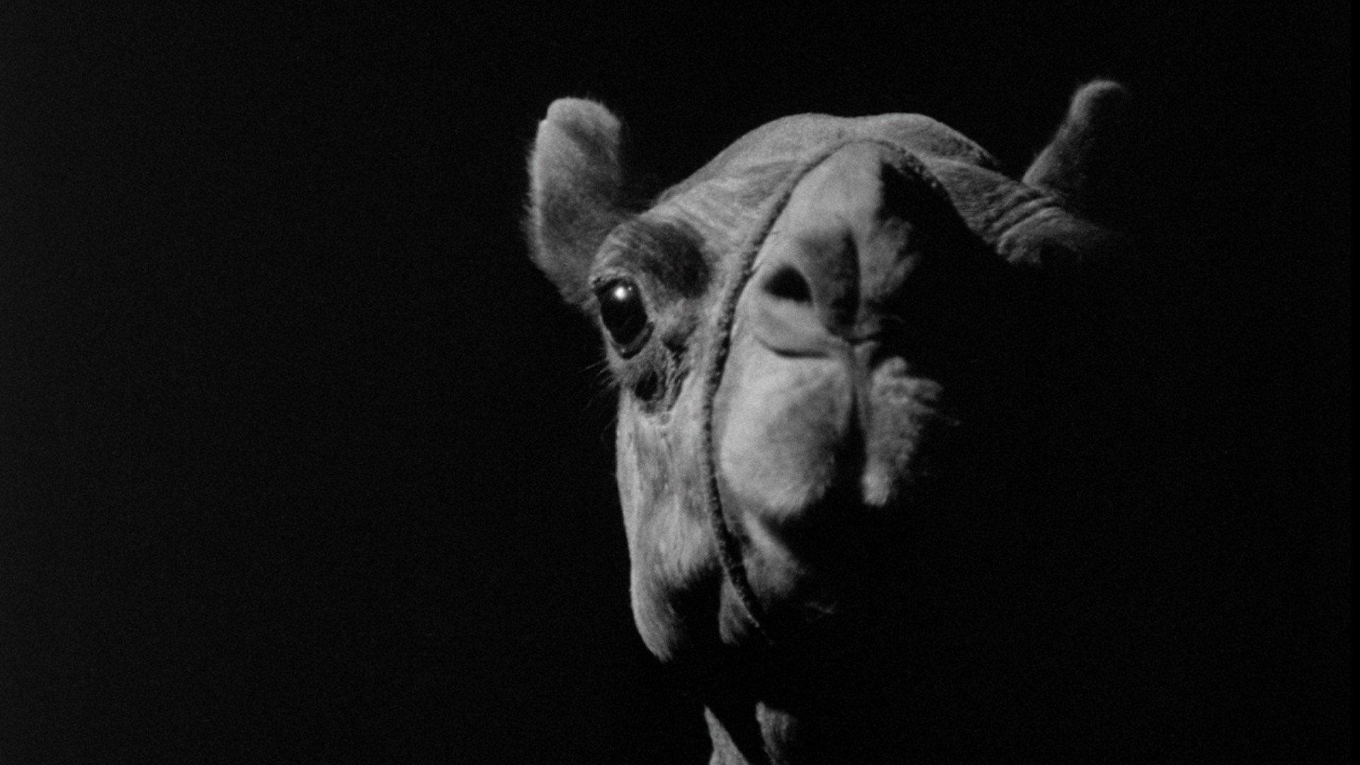 A Camel 1981 movie scene