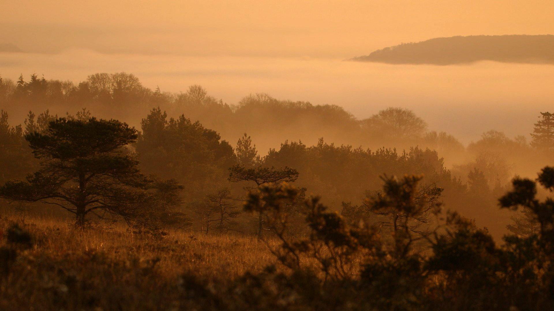 Dawn Chorus: The Sounds of Spring 2015 movie scene