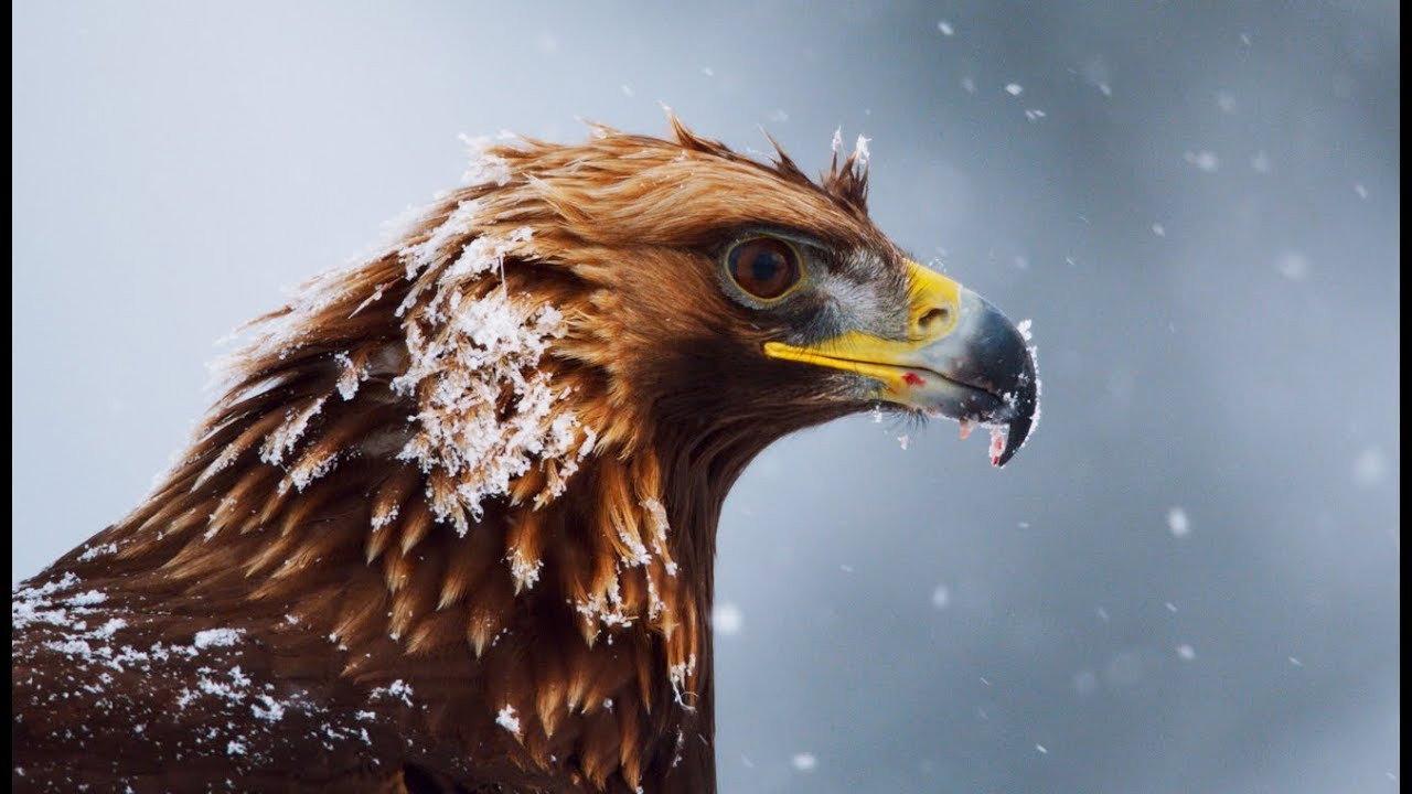 Superpowered Eagles 2021 movie scene