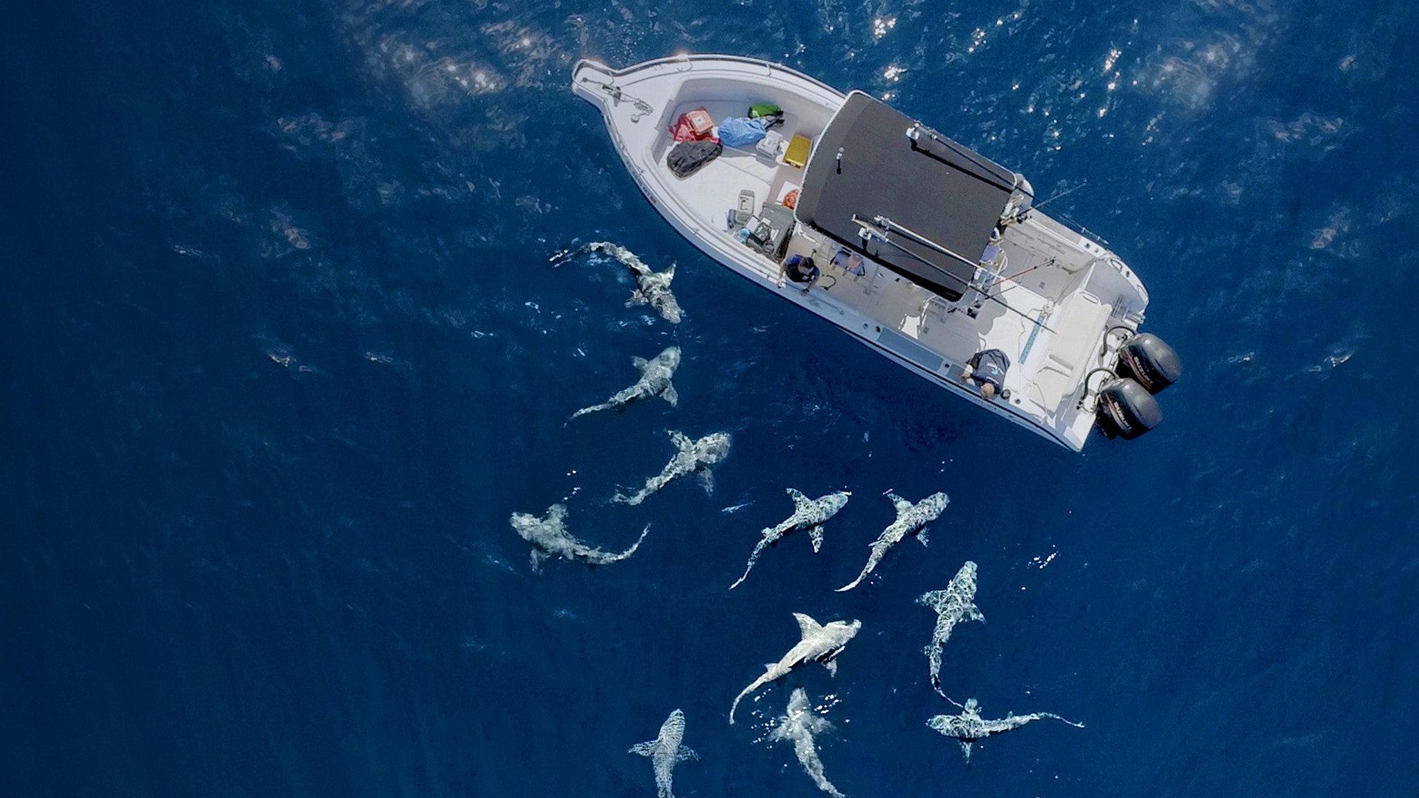 Jaws vs. Boats 2022 movie scene
