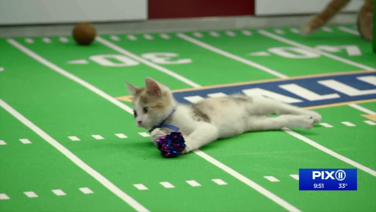 Kitten Bowl VIII Special 2021 movie scene