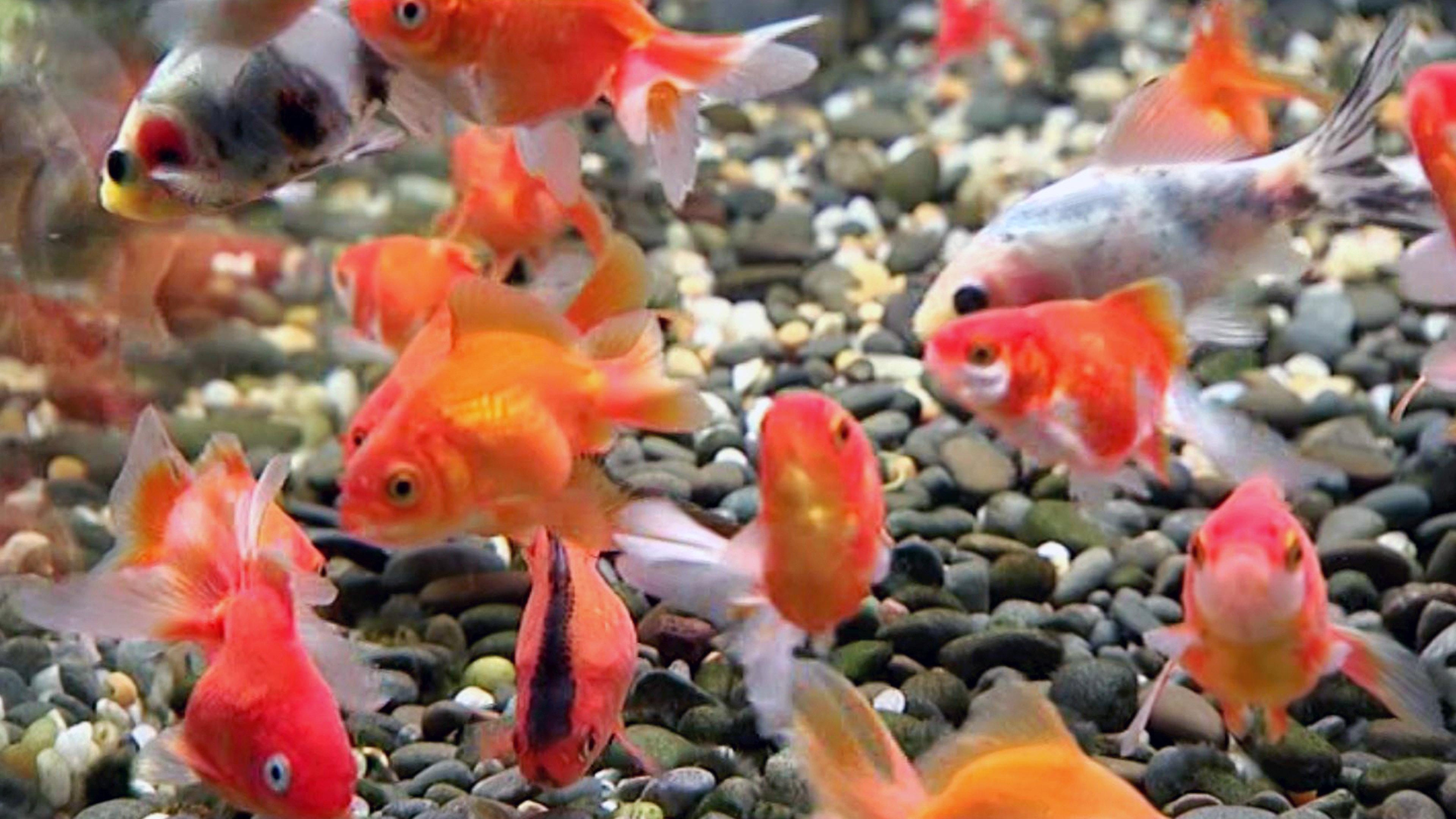 Blue Planet Easy Fishkeeping 2009 movie scene