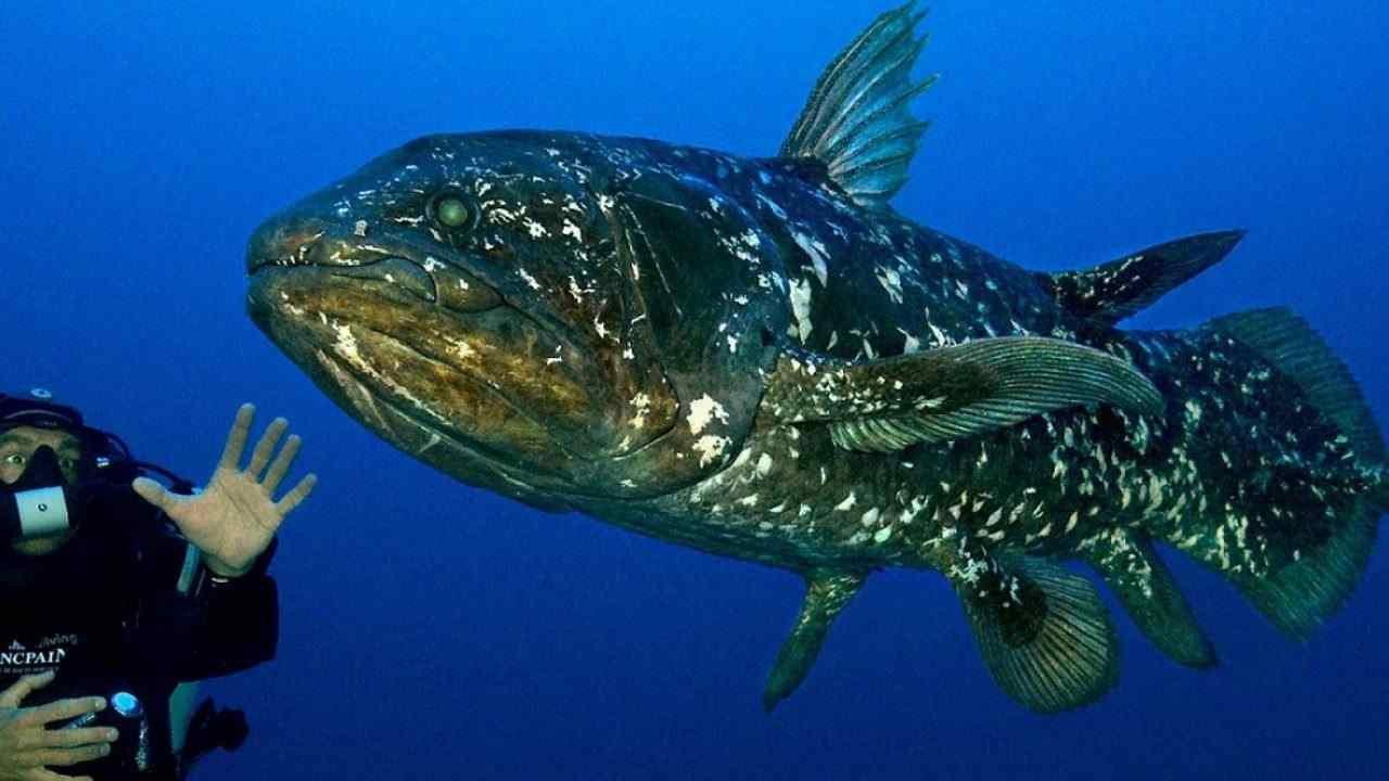 Diving With The Dinosaur Fish 2014 movie scene