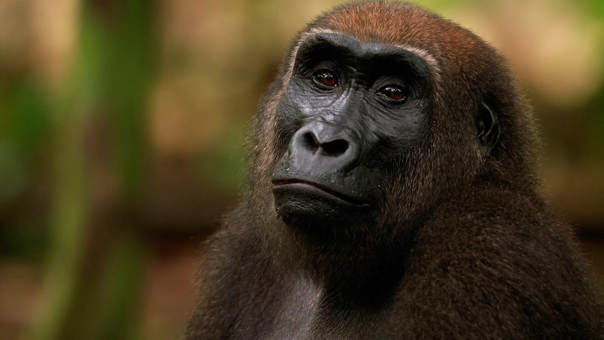 Gorilla 2024 movie scene
