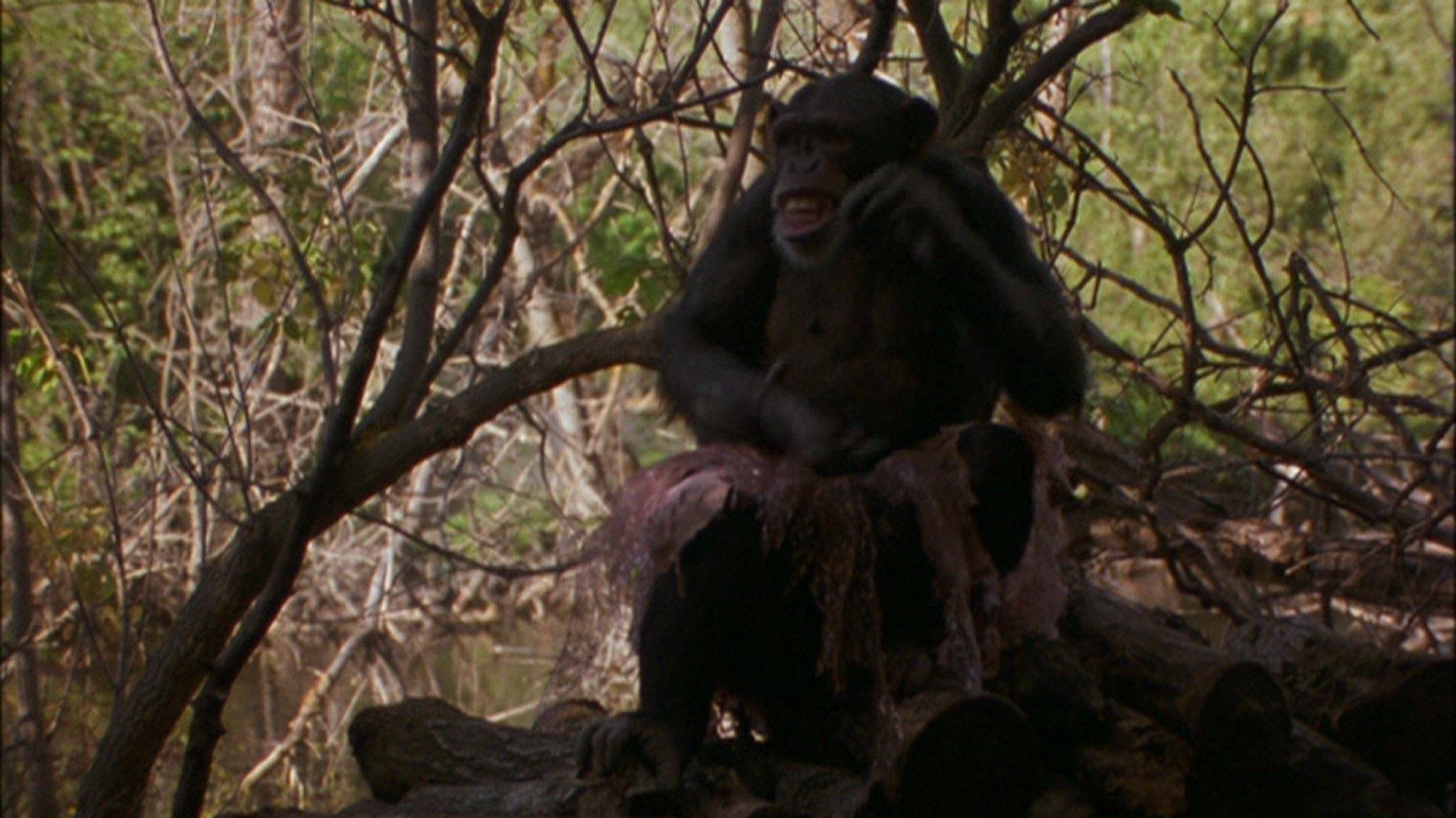 Summer of the Monkeys 1998 movie scene
