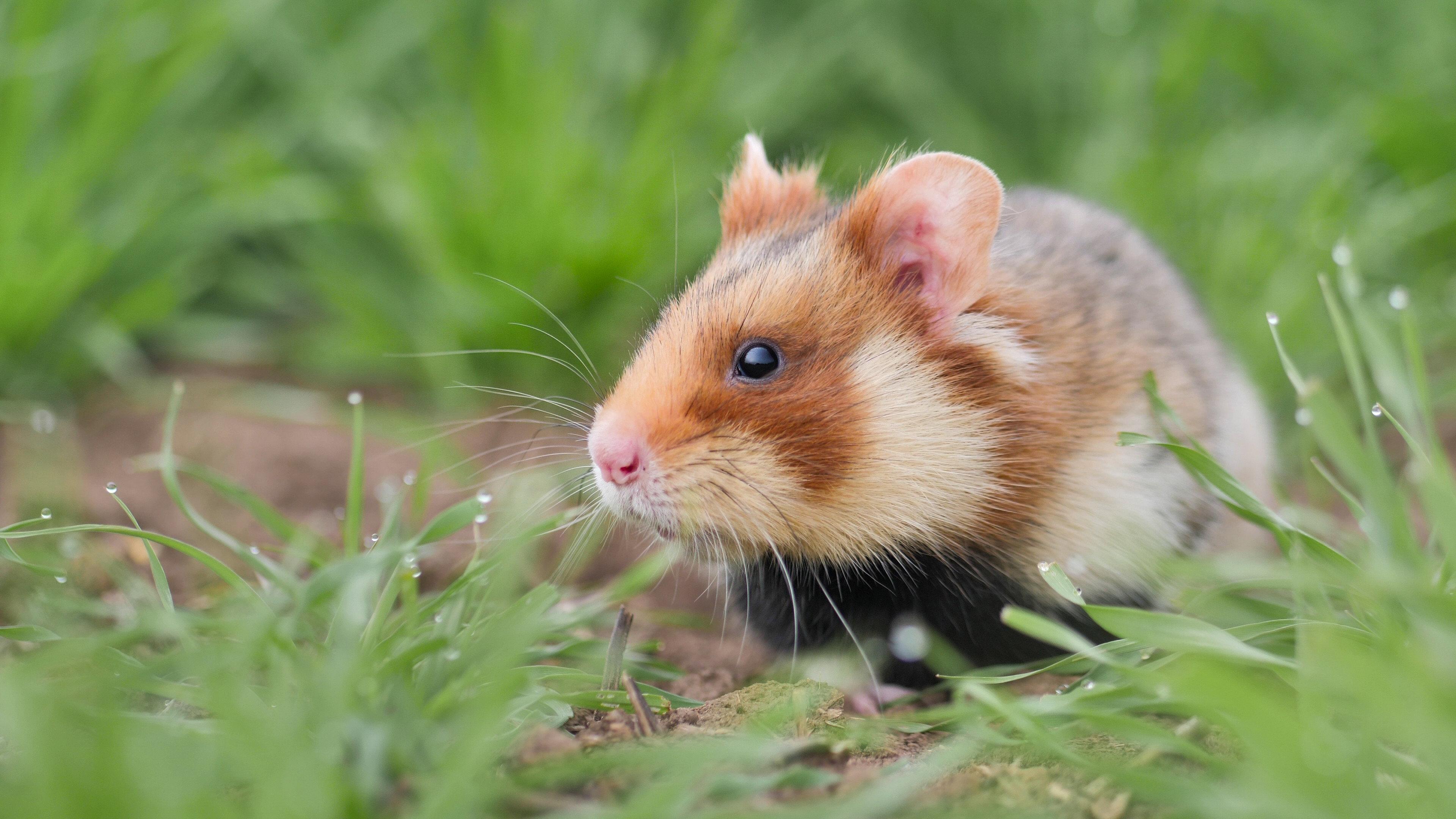 The Last Common Hamsters 2025 movie scene