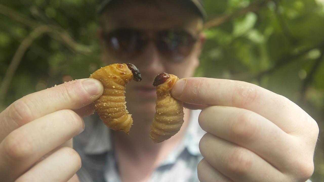 Bugs 2016 movie scene