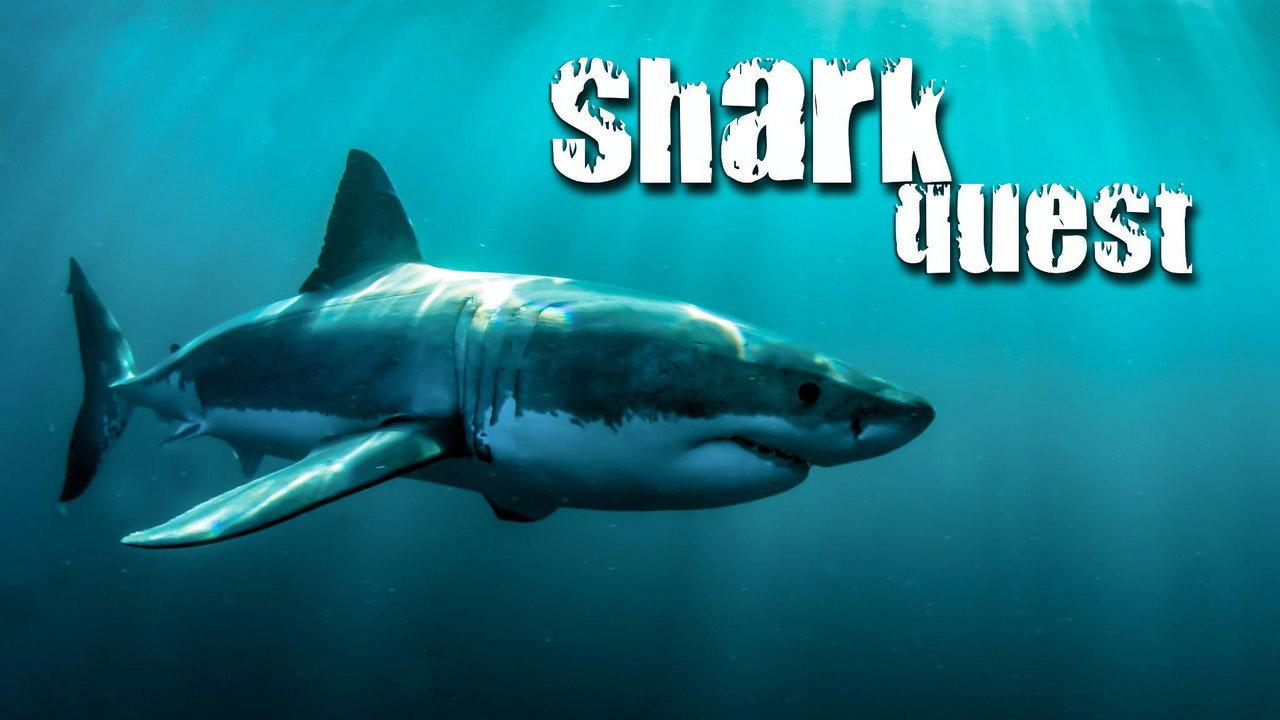 Shark Quest 2003 movie scene