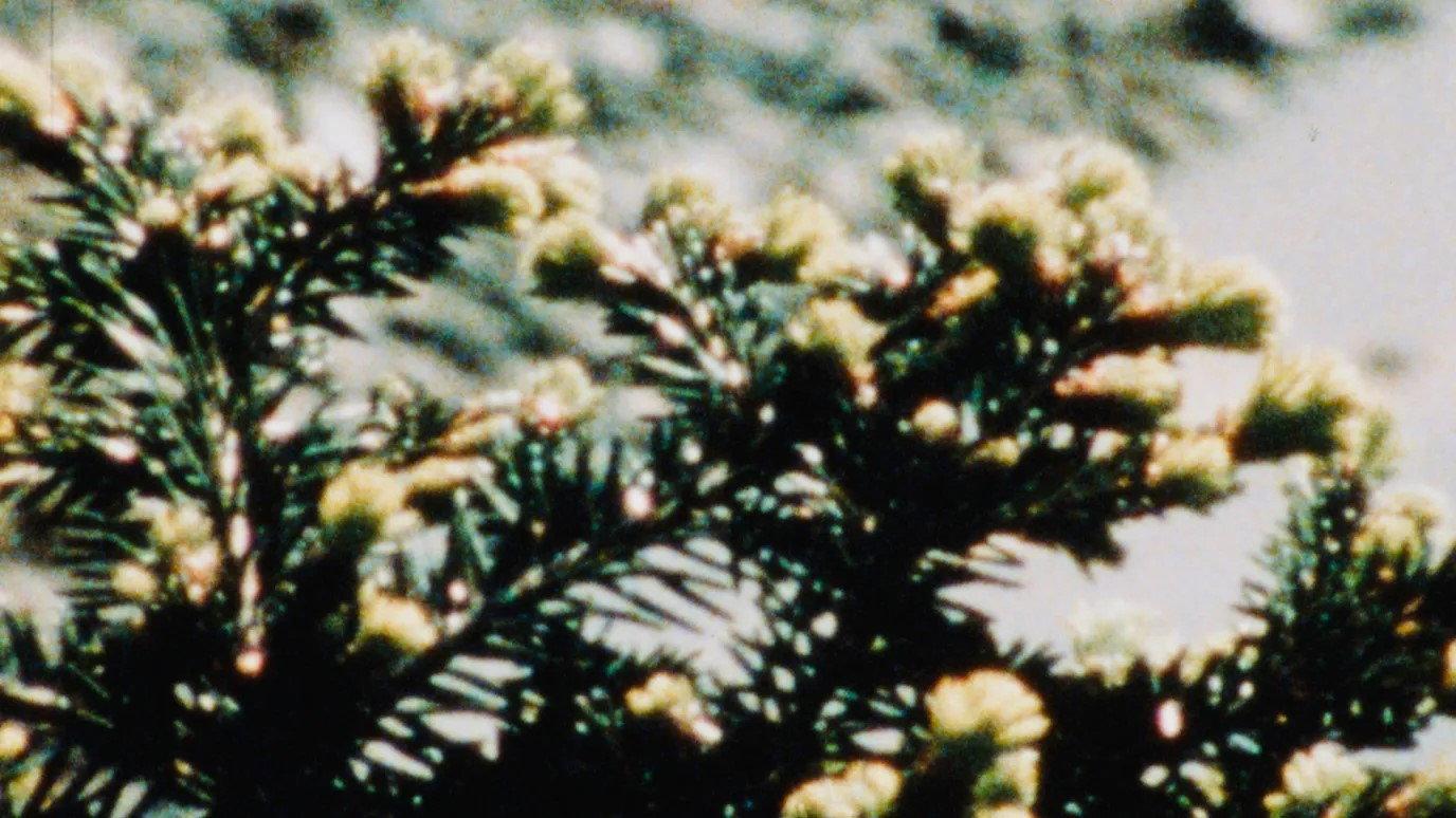 Blue Green 1974 movie scene