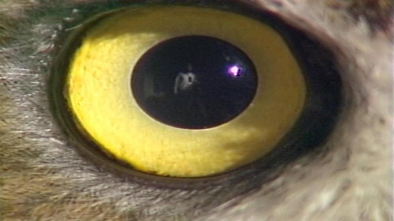 I Do Not Know What It Is I Am Like 1986 movie scene