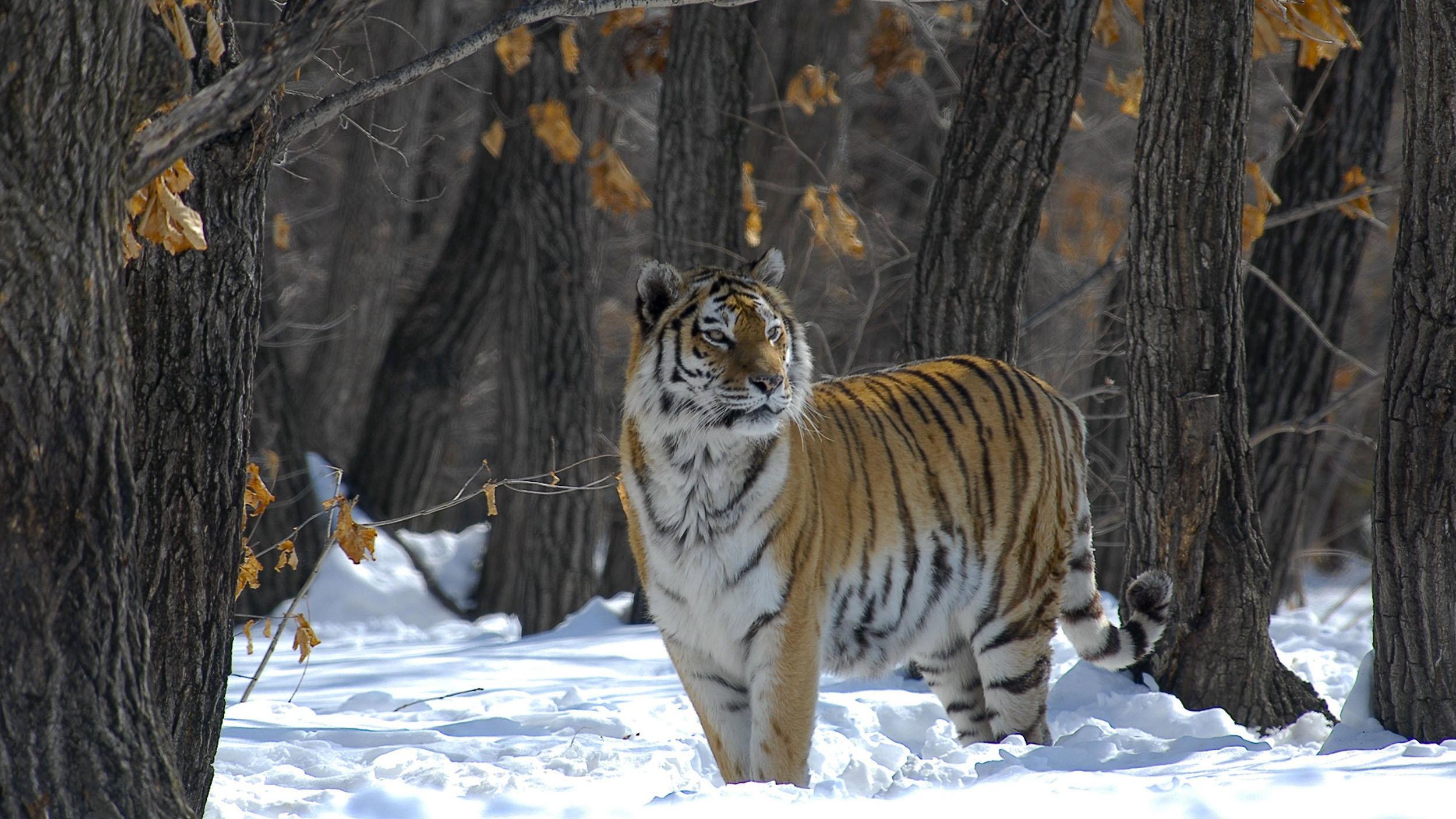 Russia - In the Realm of Tigers, Bears and Volcanoes 2011 movie scene