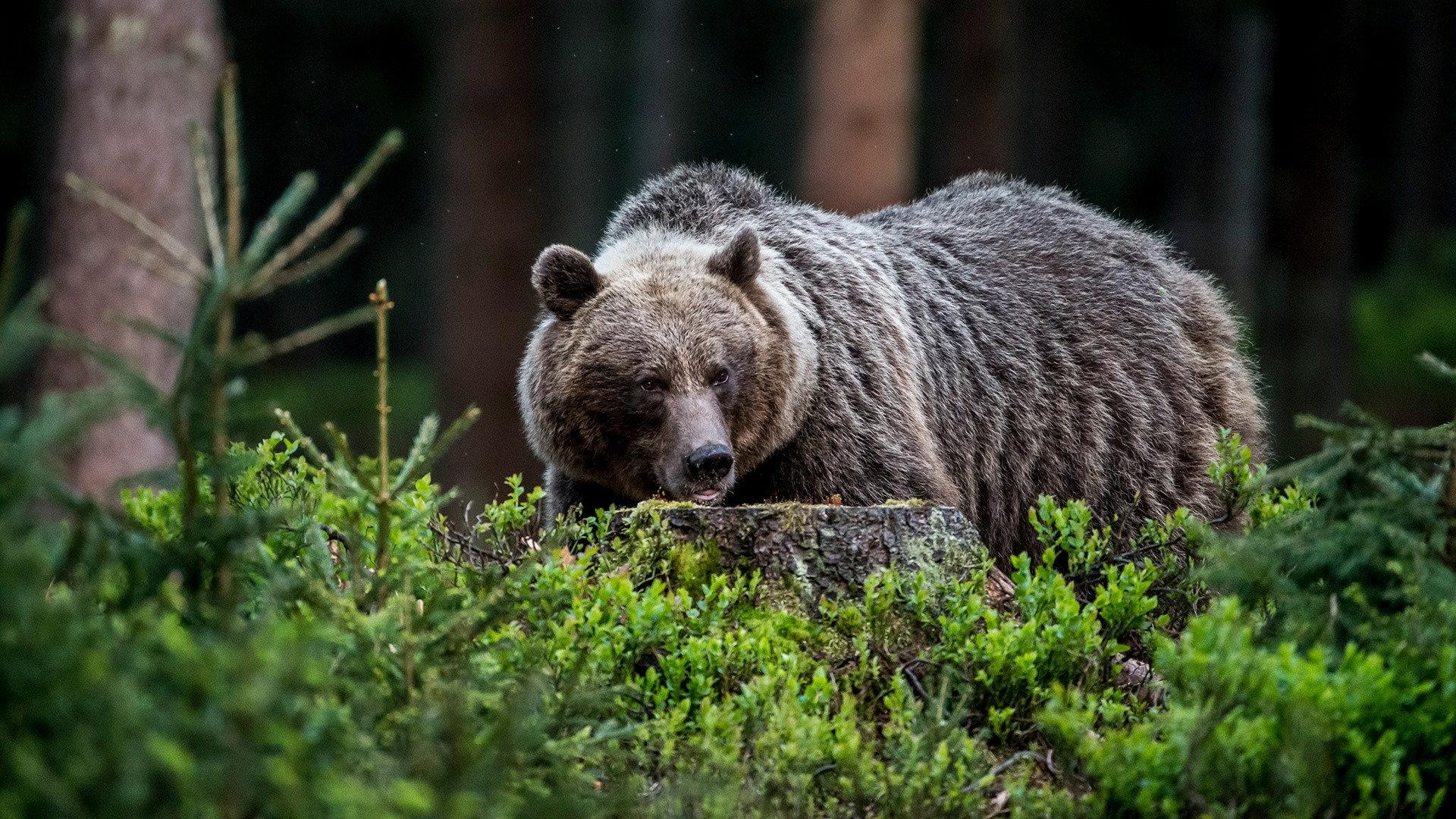 Wild Slovakia 2015 movie scene