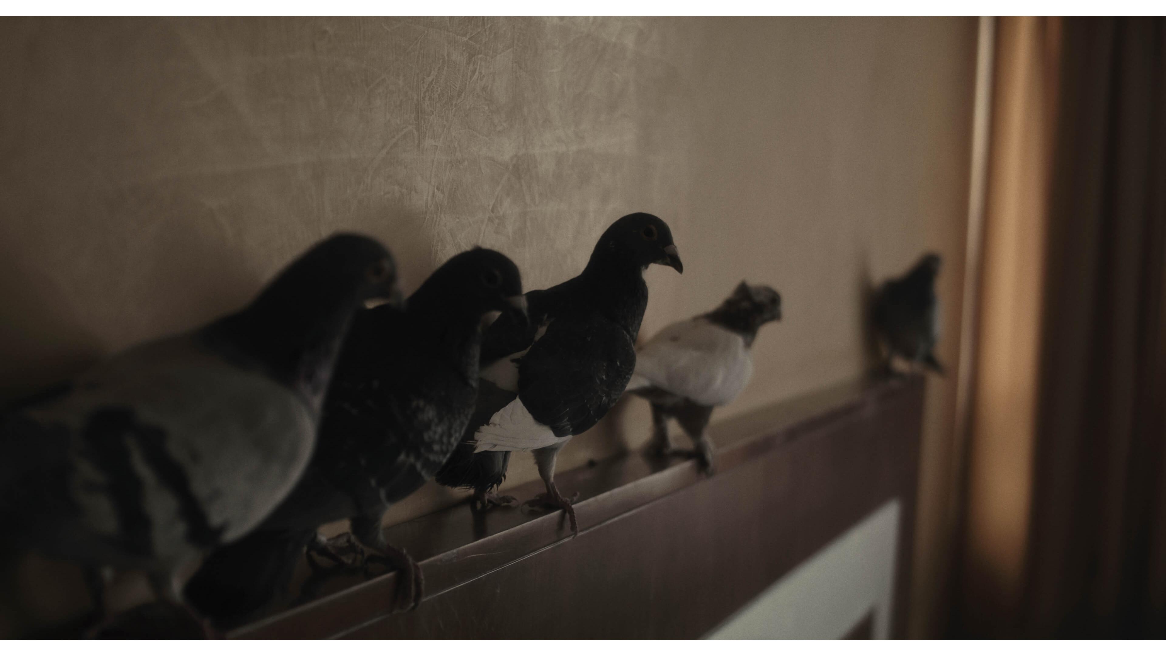 Hotel nests 2023 movie scene