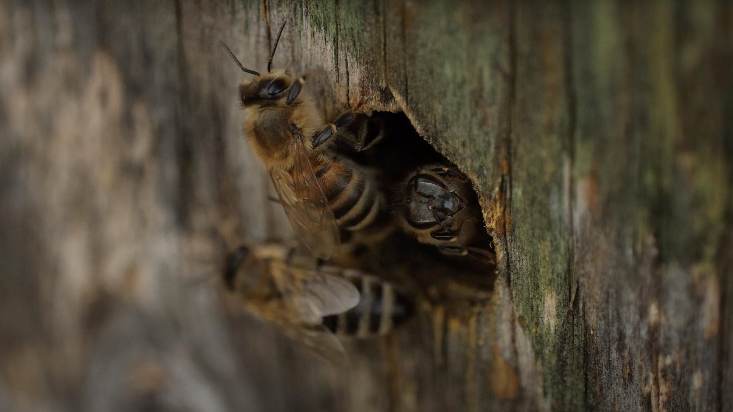 Bees 2025 movie scene