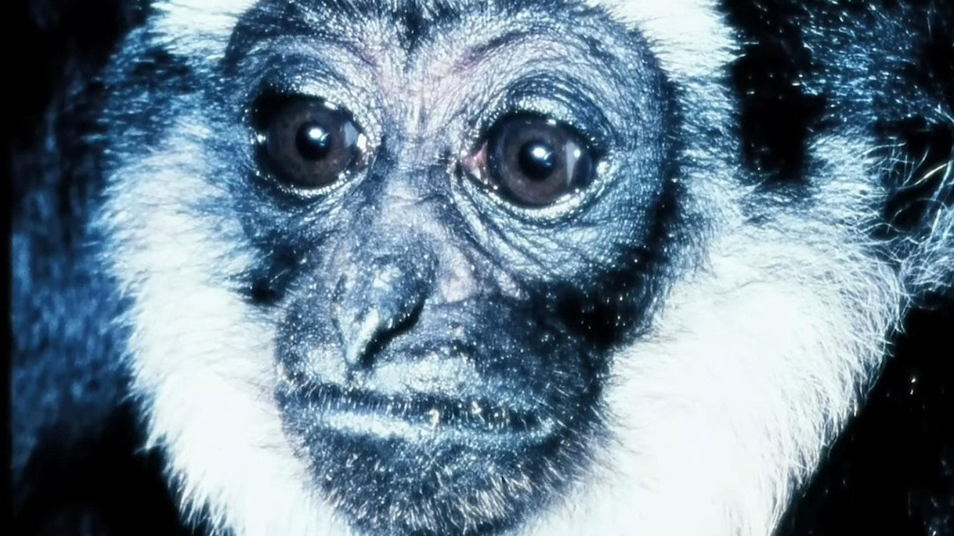 Gibbons: The Forgotten Apes In Peril 2009 movie scene
