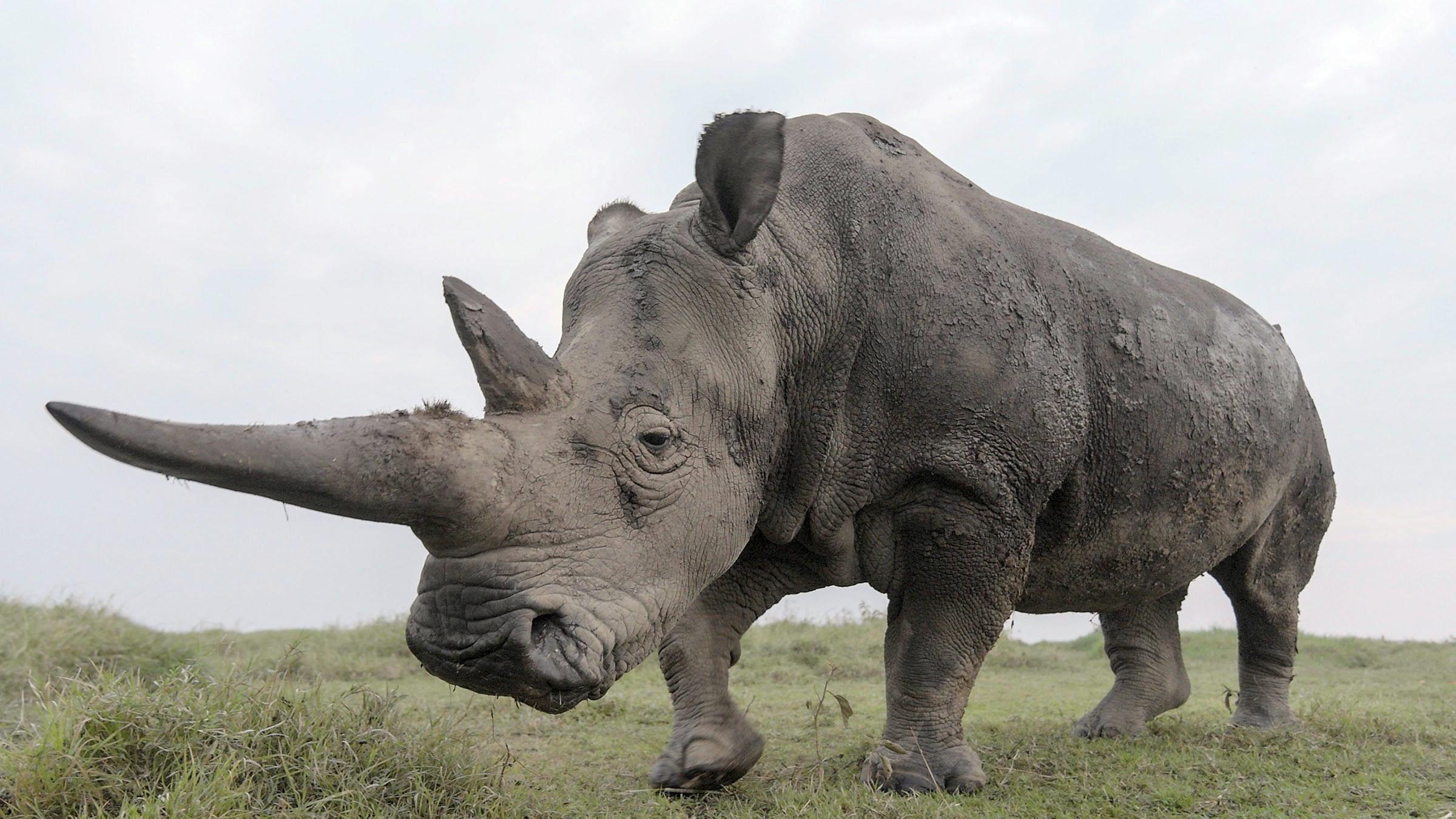 The Last Rhinos: A New Hope 2025 movie scene