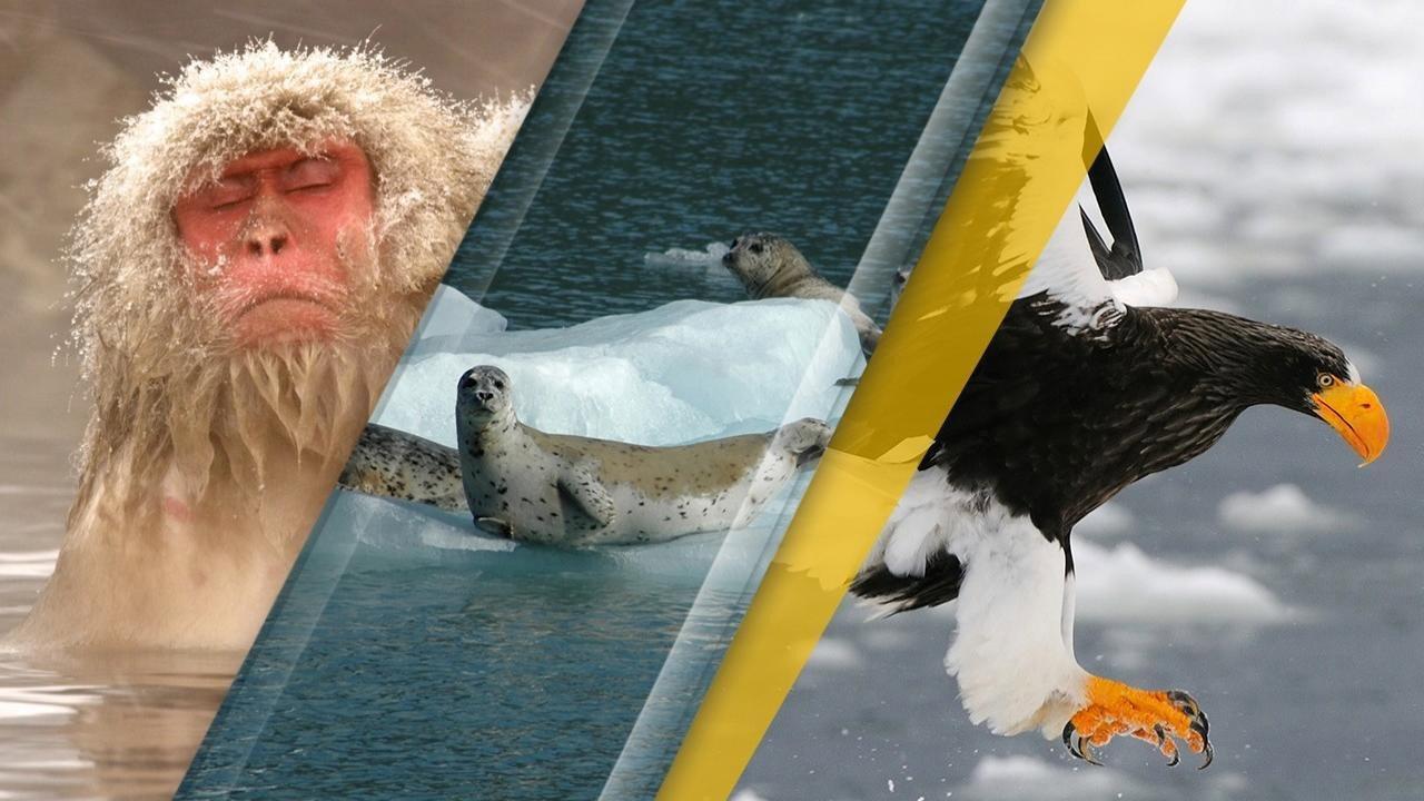 Japan's Wild Year 2015 movie scene