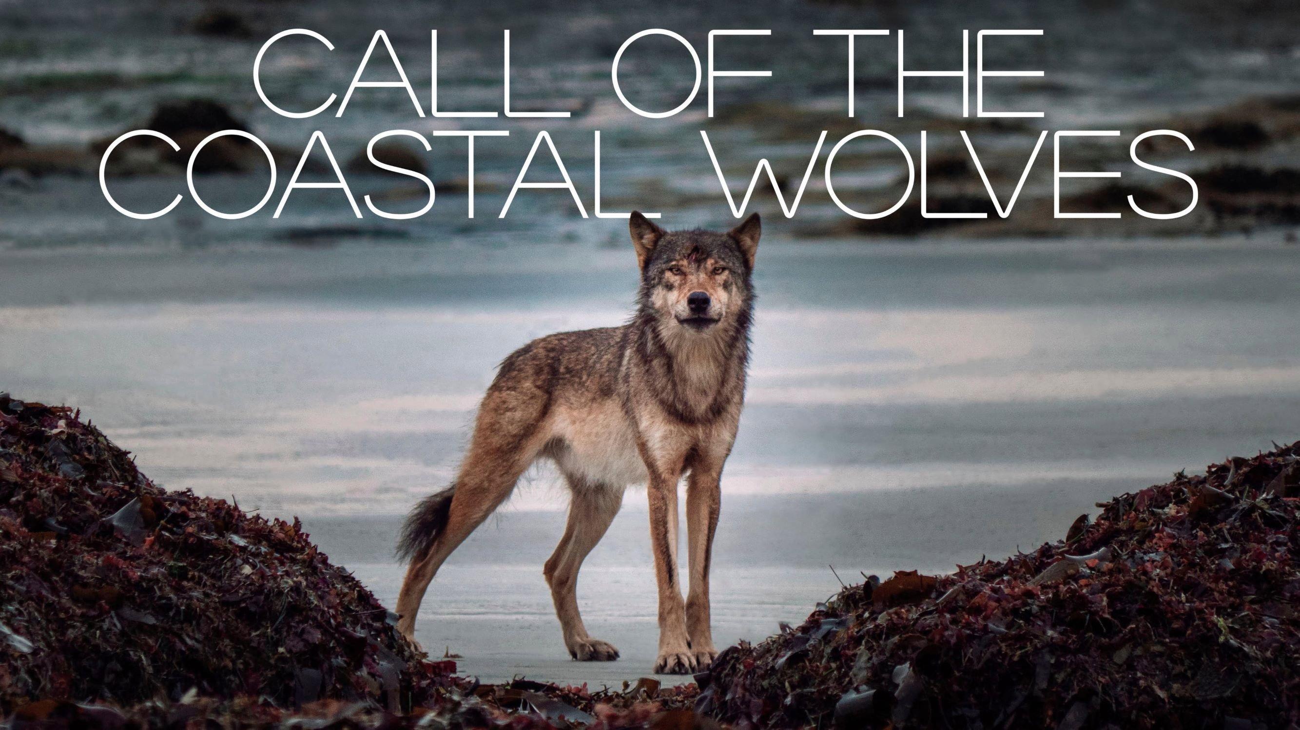 Call Of The Coastal Wolves 2020 movie scene