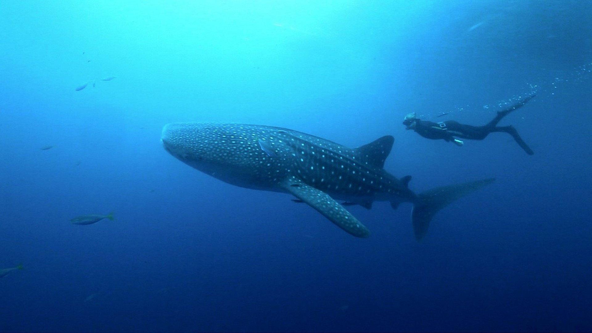 Shark Night 2010 movie scene