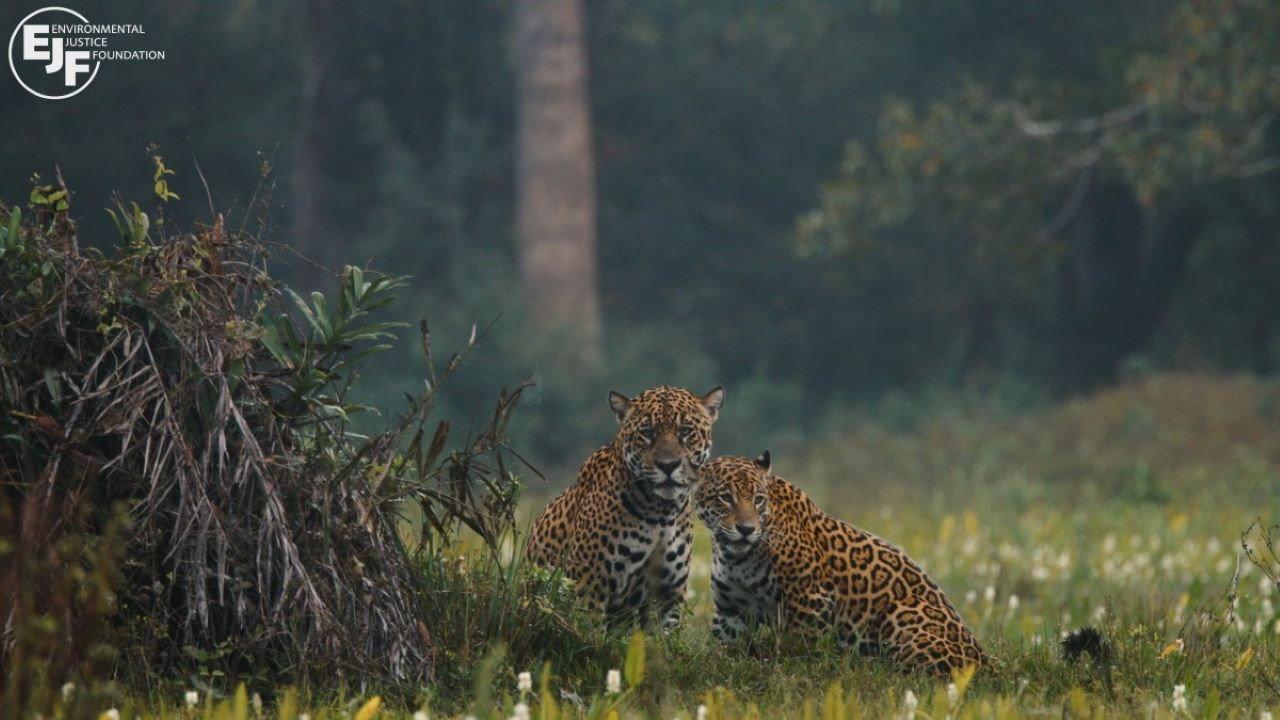 Pantanal 2024 movie scene