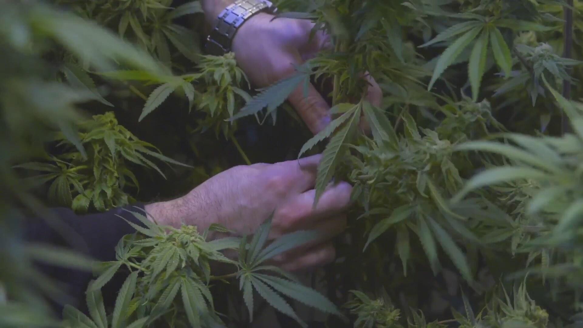 The Legend of 420 2017 movie scene