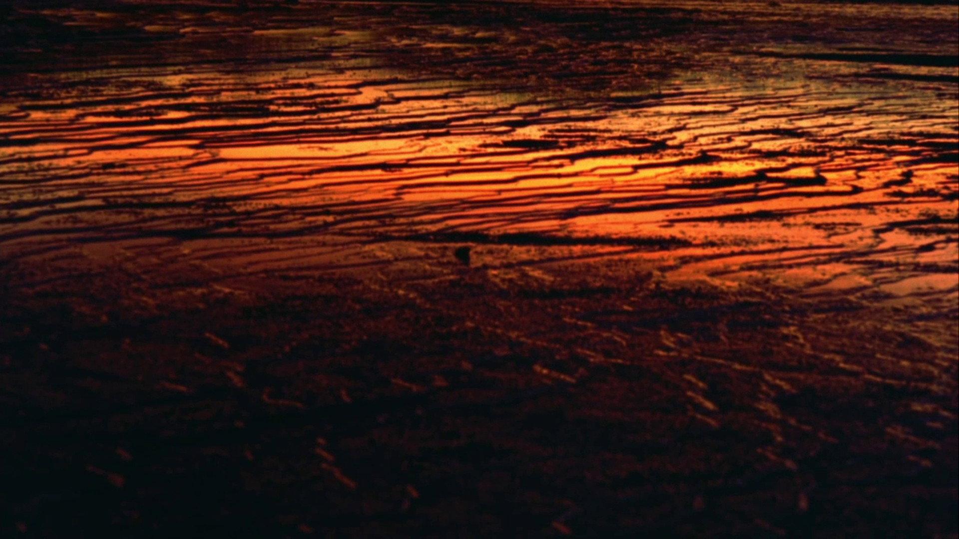 Fascinating Nature 1996 movie scene