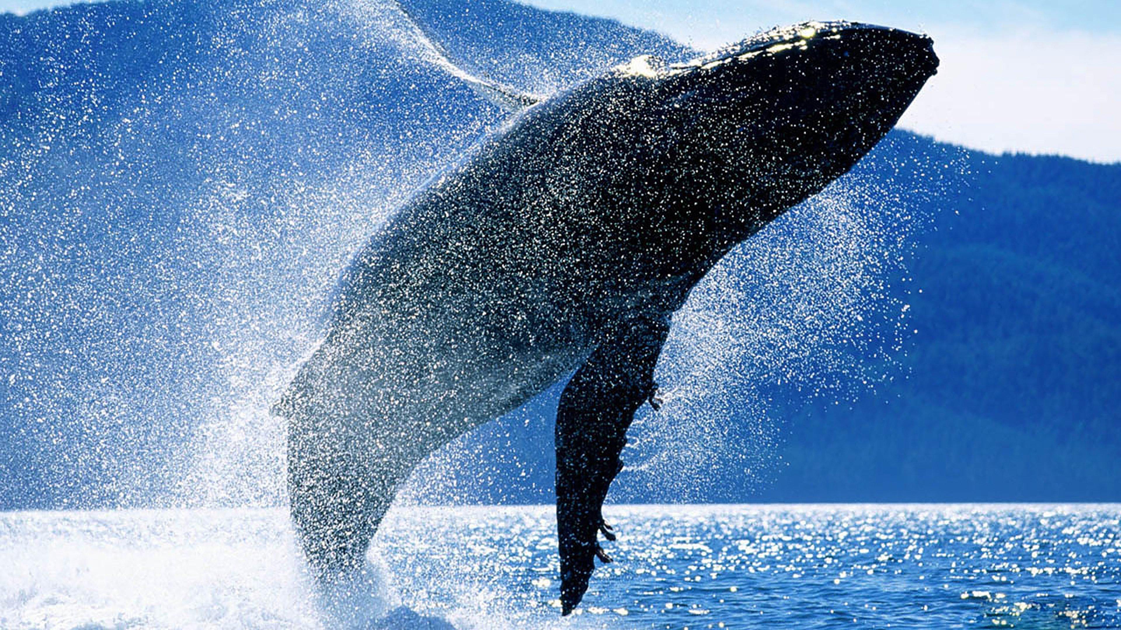 Whales: An Unforgettable Journey 1997 movie scene