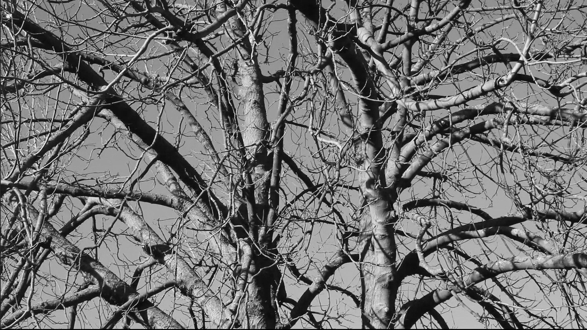 Damned Wood 2024 movie scene