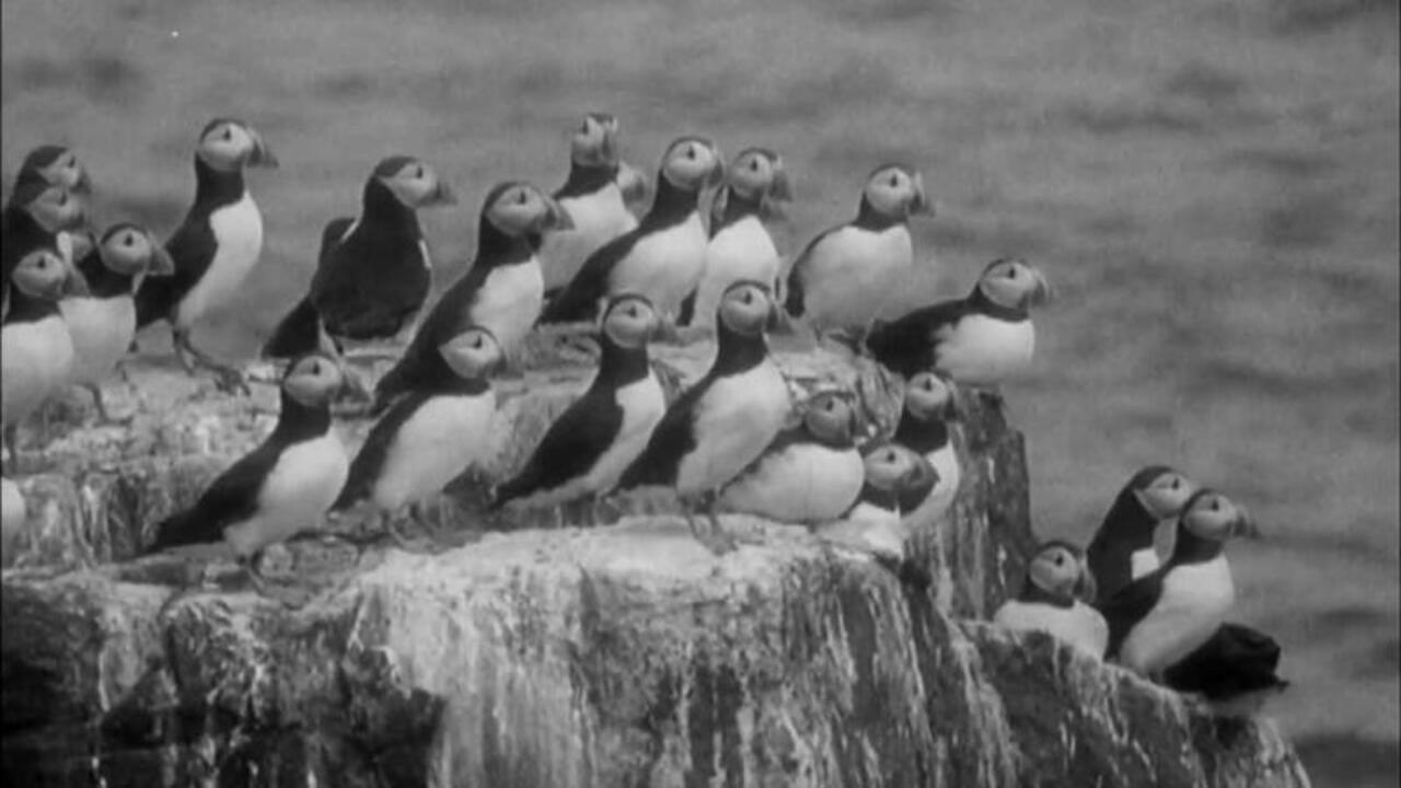 Nursery Island 1936 movie scene