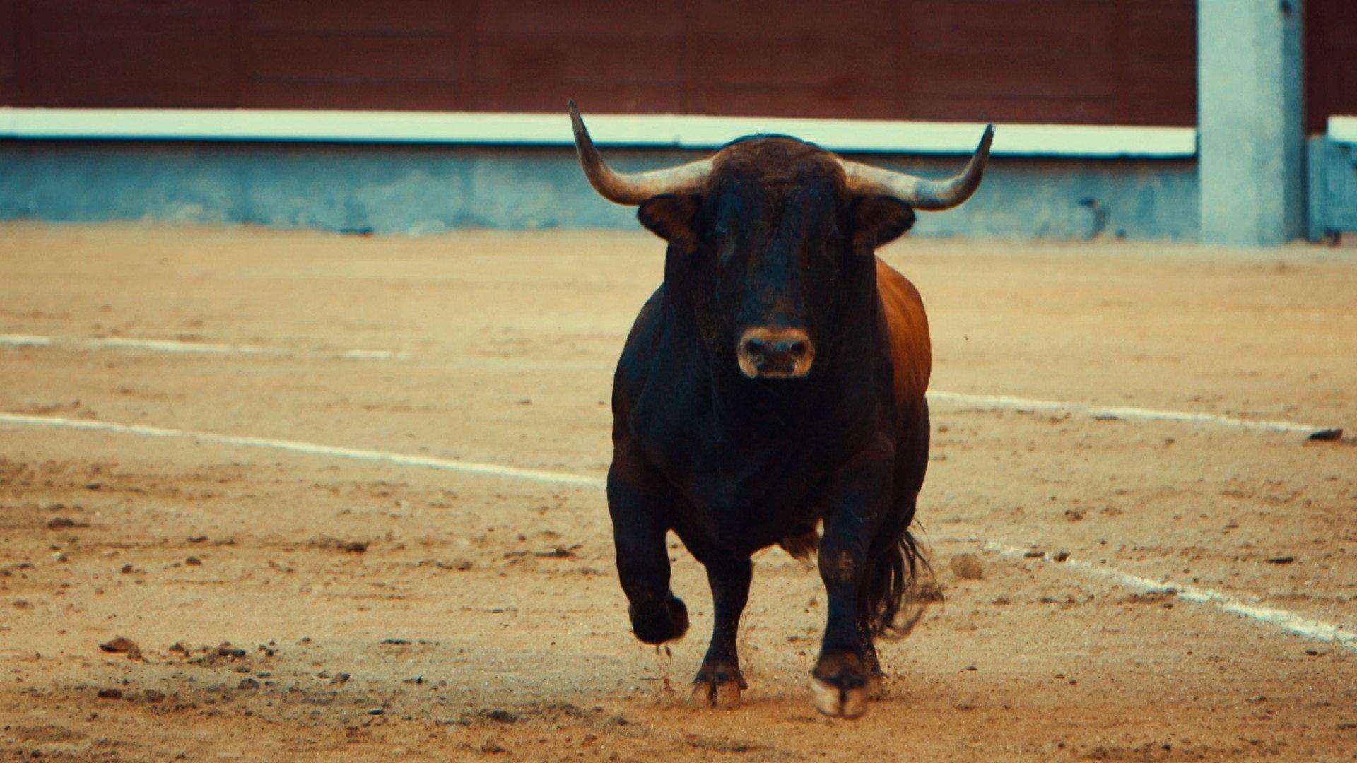 Toro 2018 movie scene