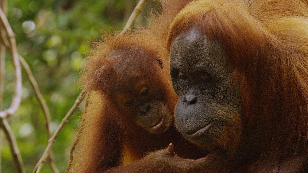 The Last Orangutan Eden movie scene