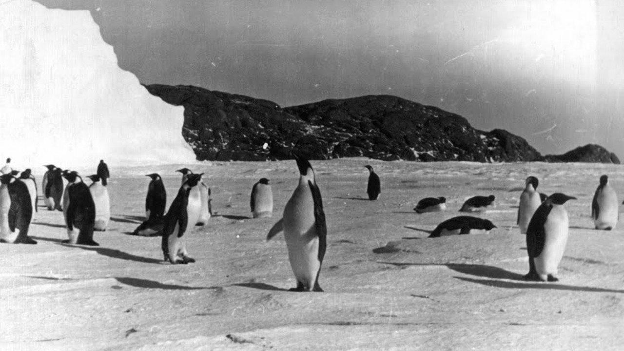 Tale of the Penguins 1958 movie scene