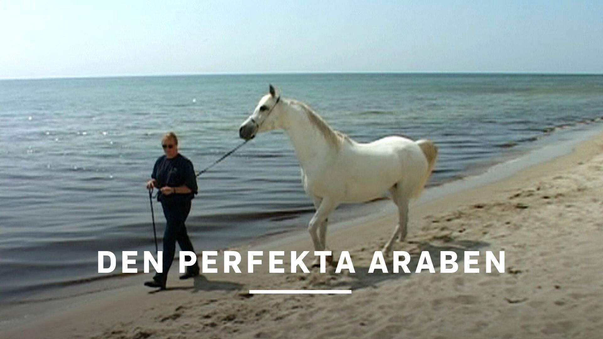 Den perfekta araben 2004 movie scene