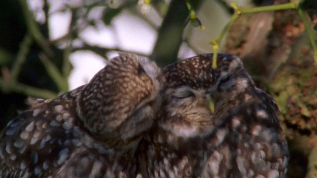 The Owls and the Orchard 2005 movie scene