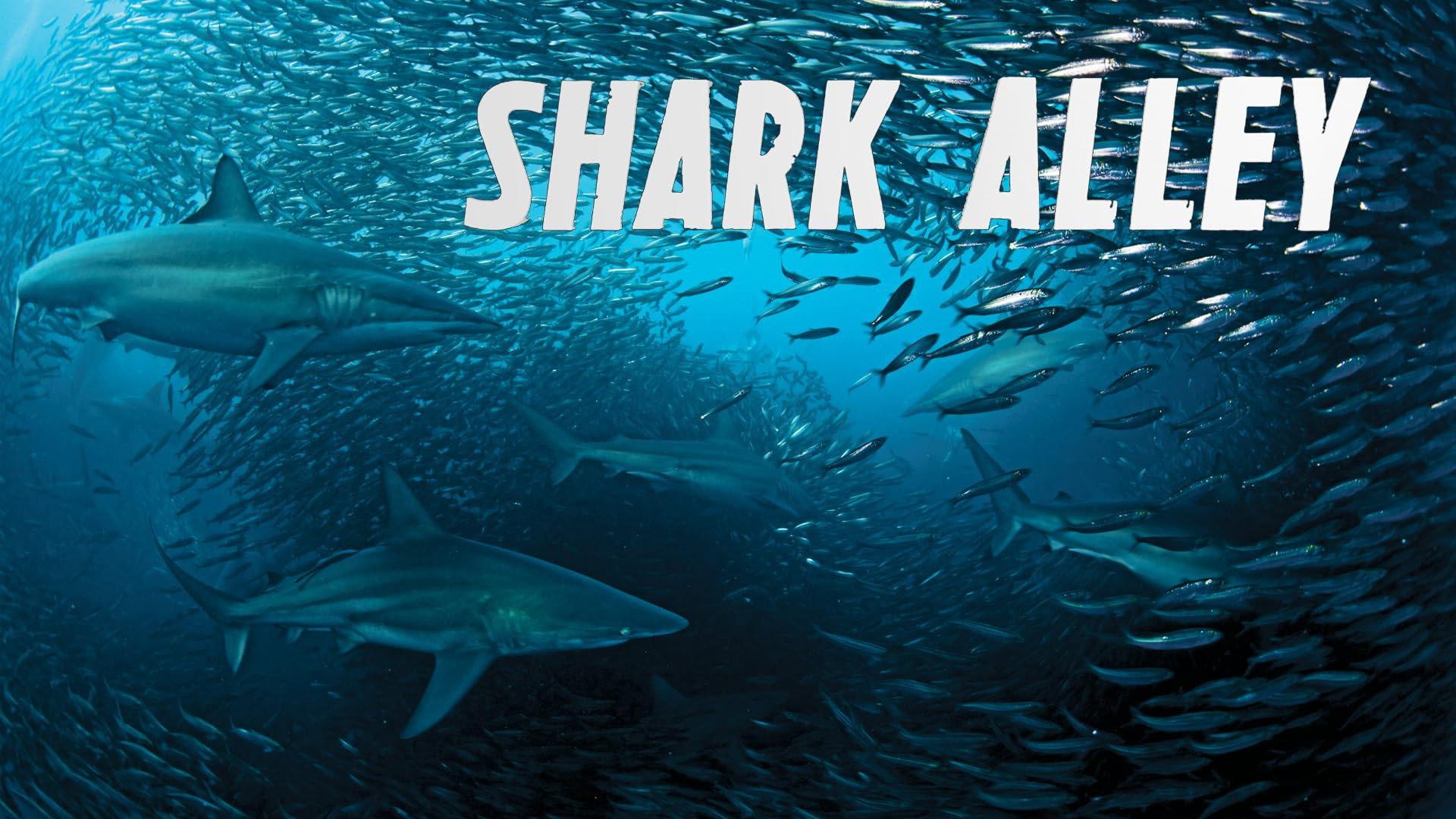 Shark Alley 2015 movie scene
