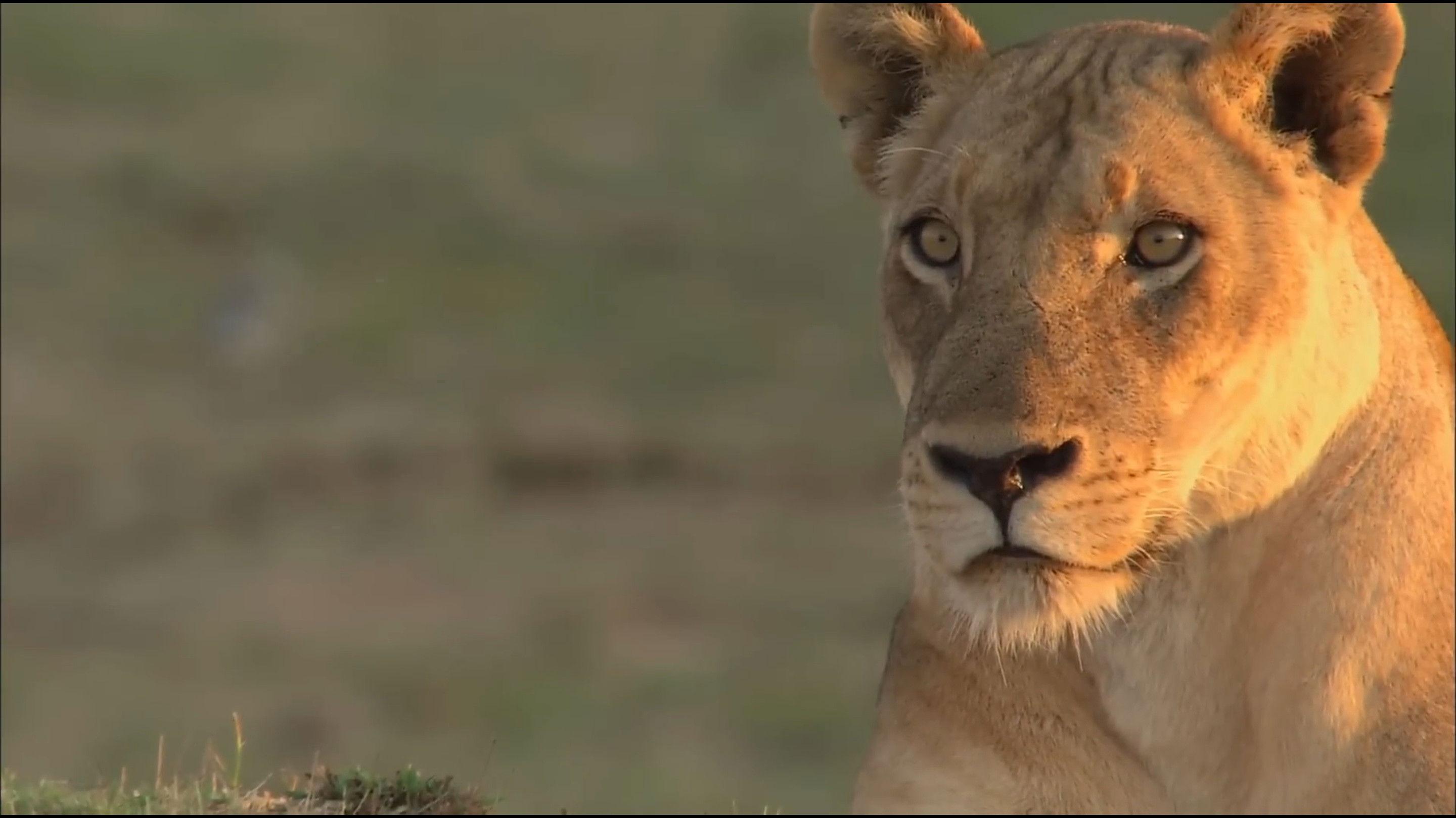 Lions of Crocodile River 2007 movie scene