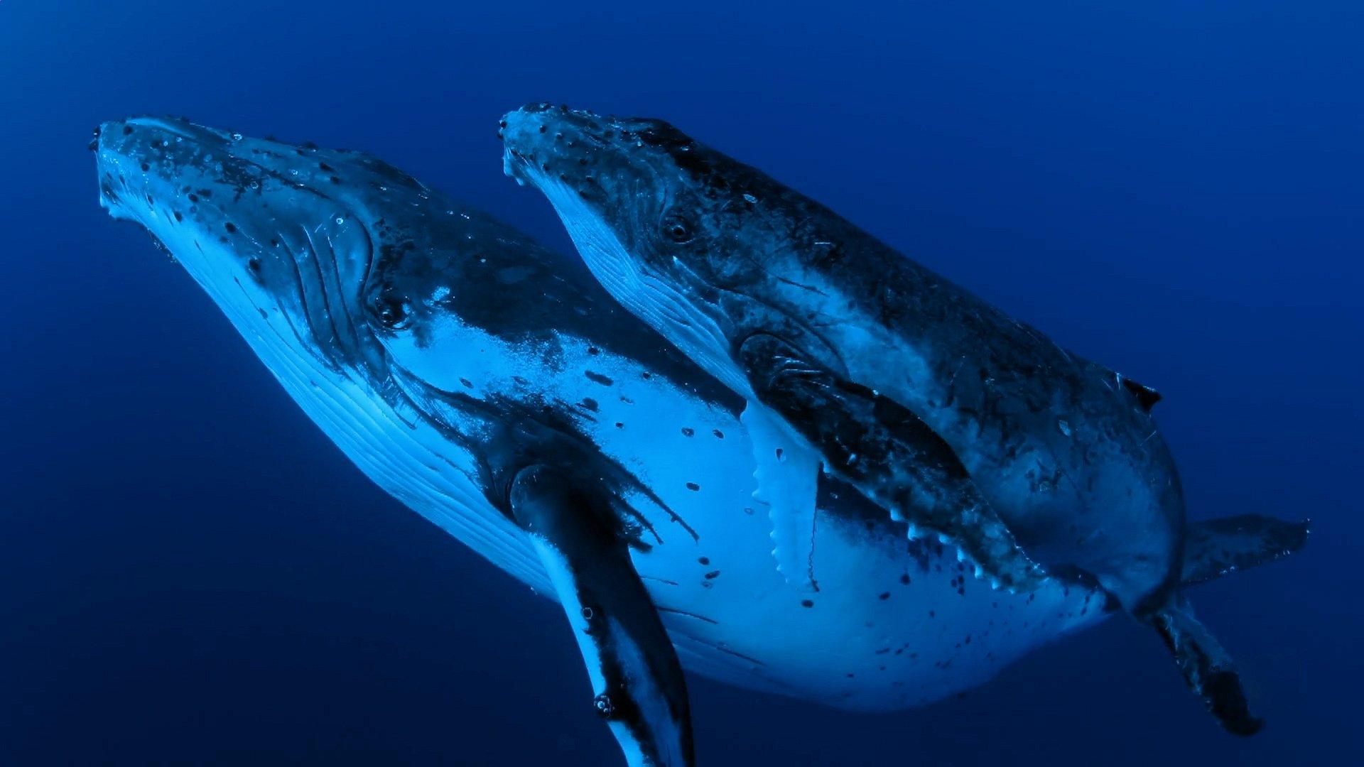 Whale Wisdom 2018 movie scene