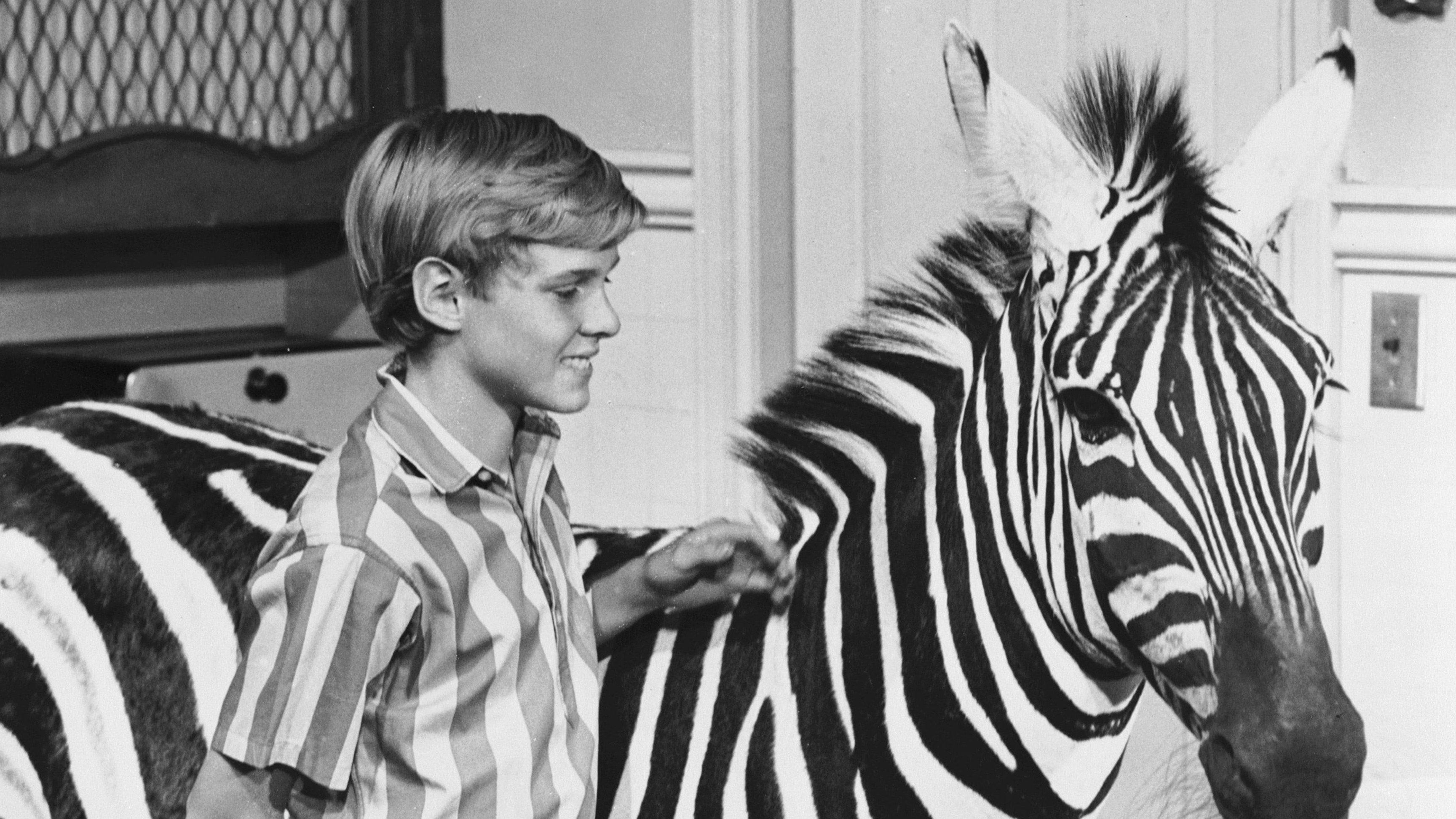Zebra in the Kitchen 1965 movie scene