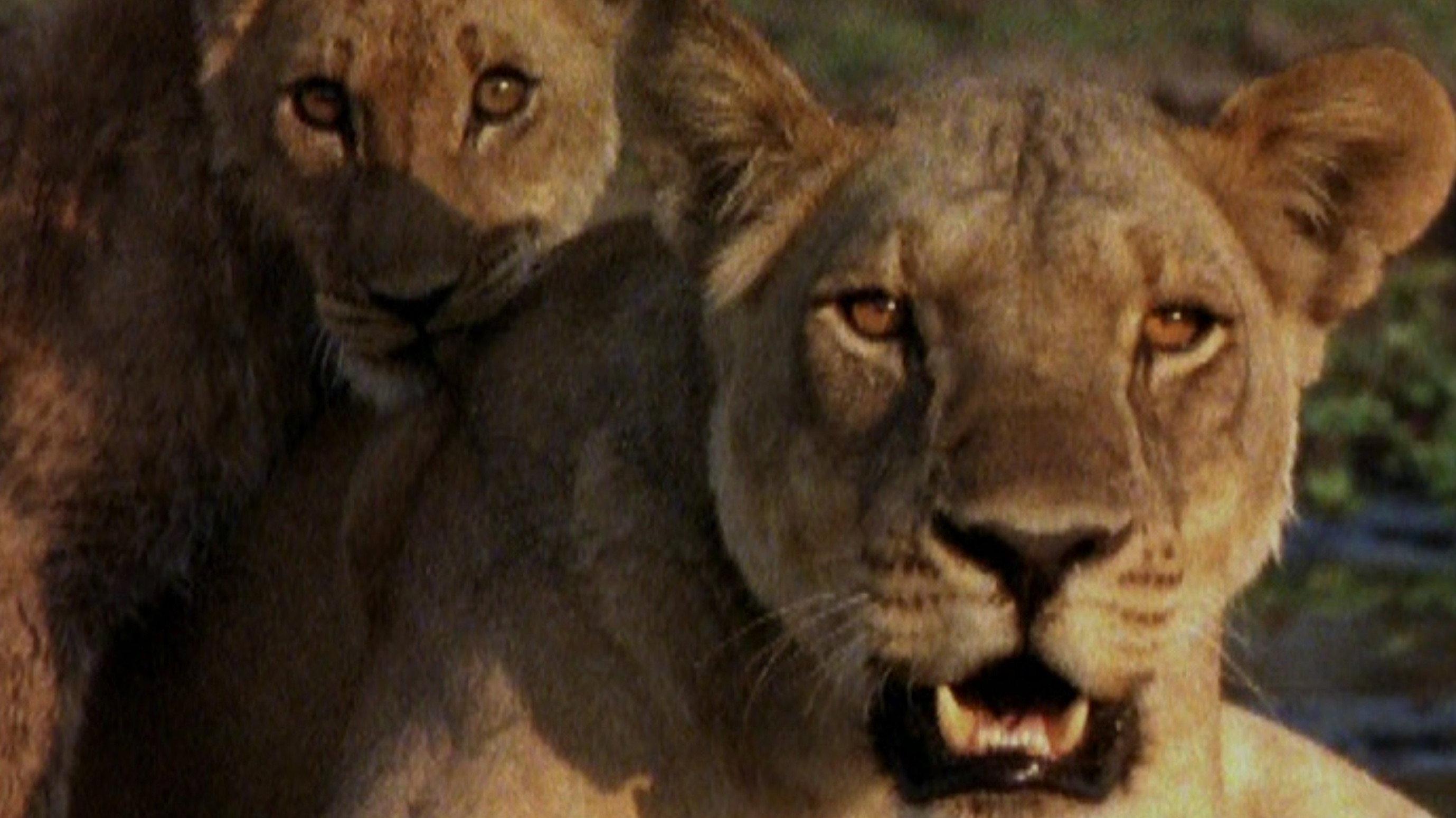 Ultimate Enemies: Elephants and Lions 2003 movie scene